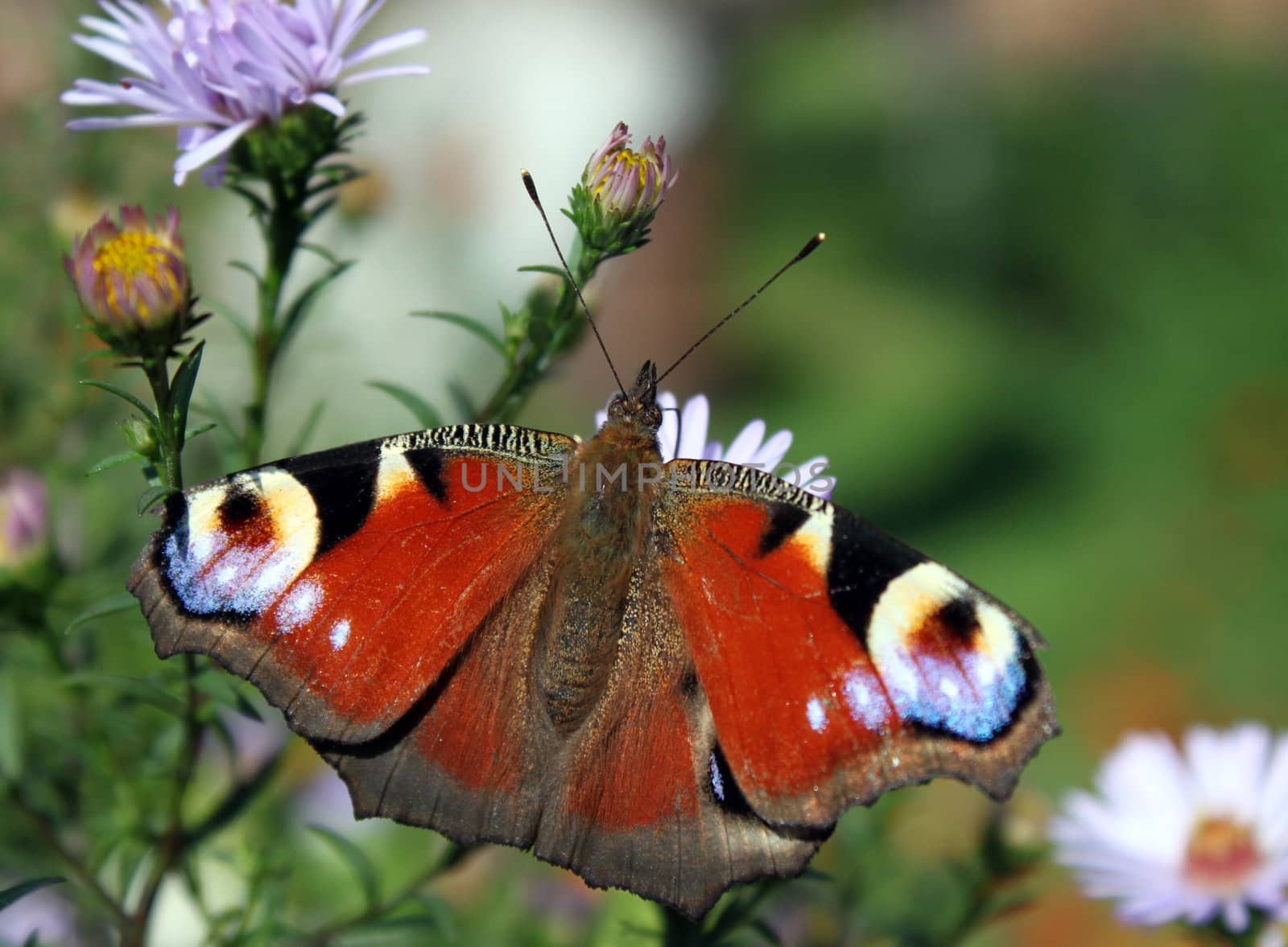 butterfly (european peacock) sitting on flower (chrysanthemum)