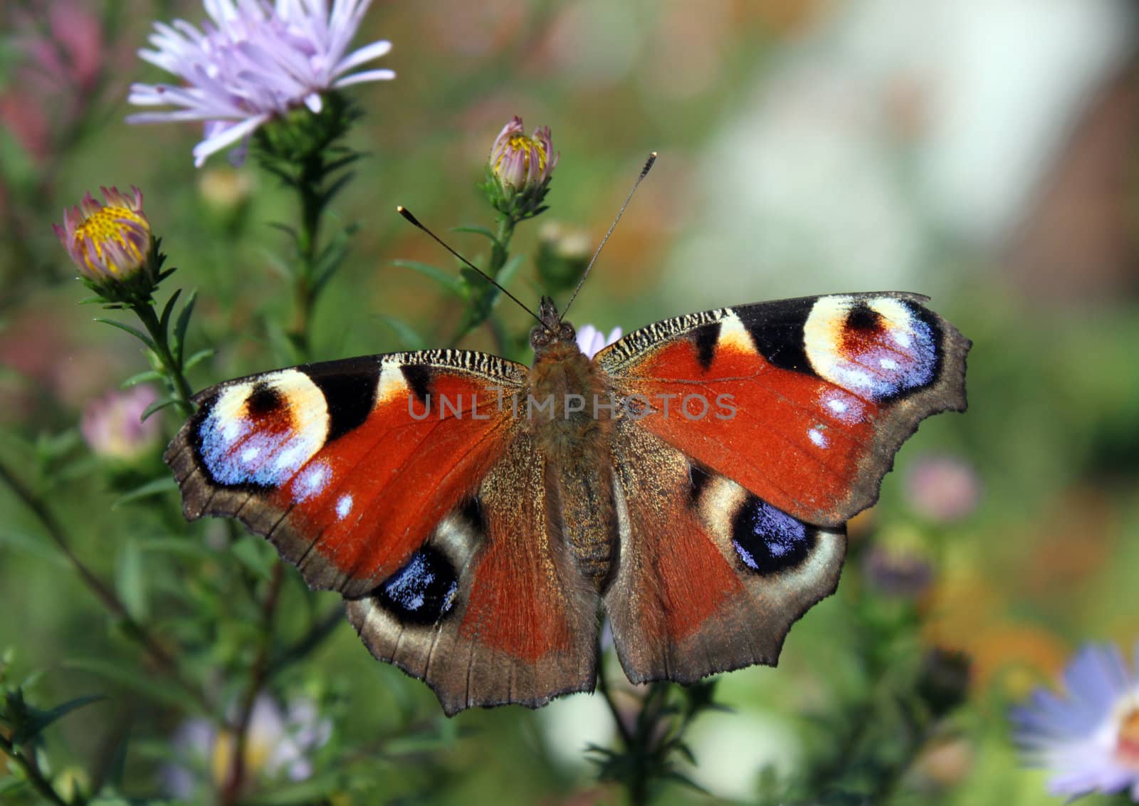 butterfly (european peacock) sitting on flower (chrysanthemum)