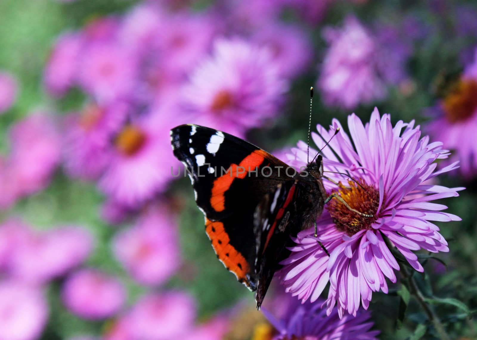 butterfly (Red Admiral) sitting on chrysanthemum