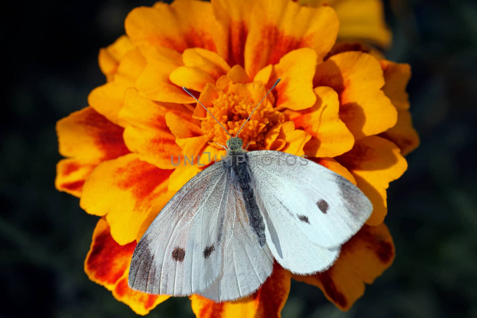 white cabbage butterfly sitting on flower (marigold)