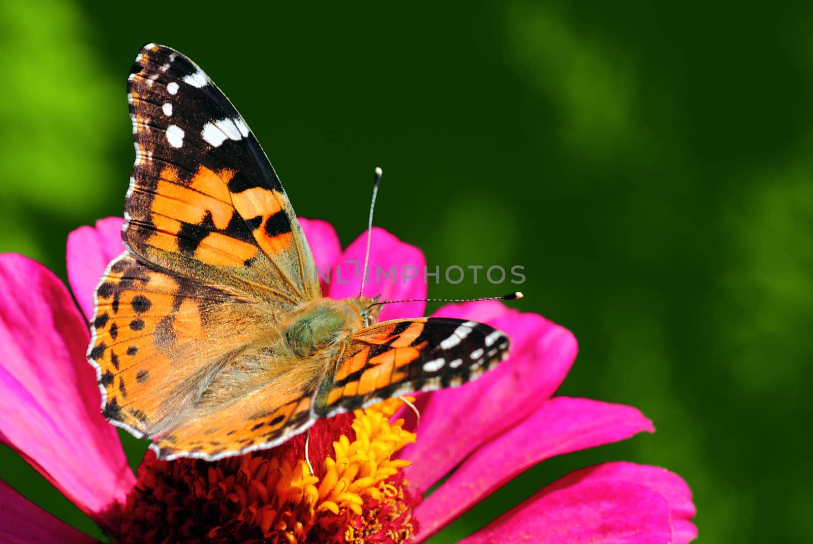 butterfly (Painted Lady) sitting on flower (zinnia)