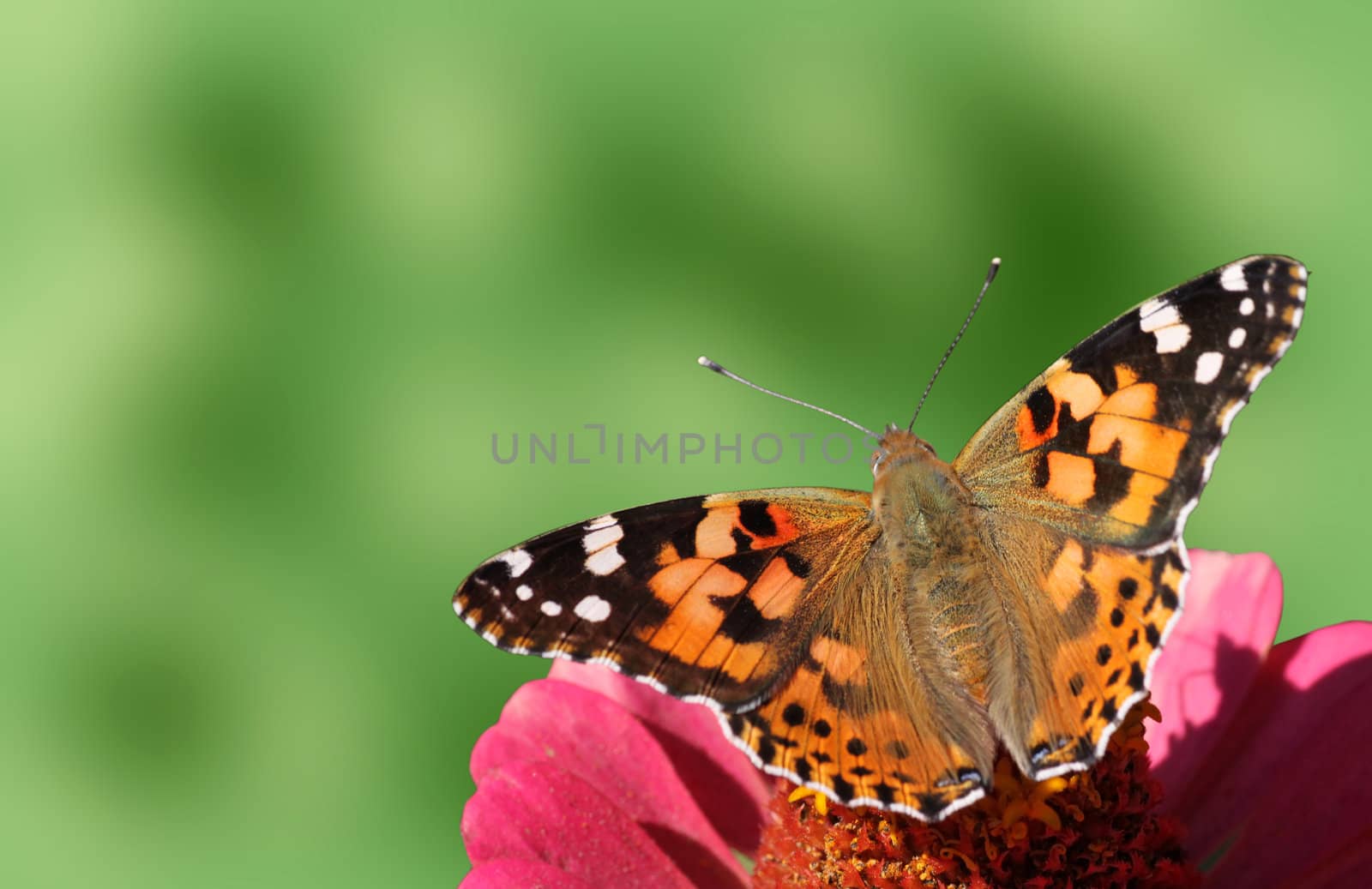 butterfly (Painted Lady) by romantiche