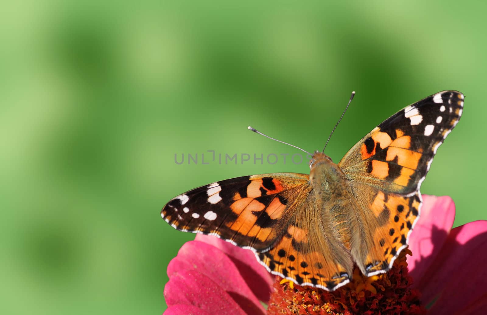 butterfly (Painted Lady) sitting on flower (zinnia)