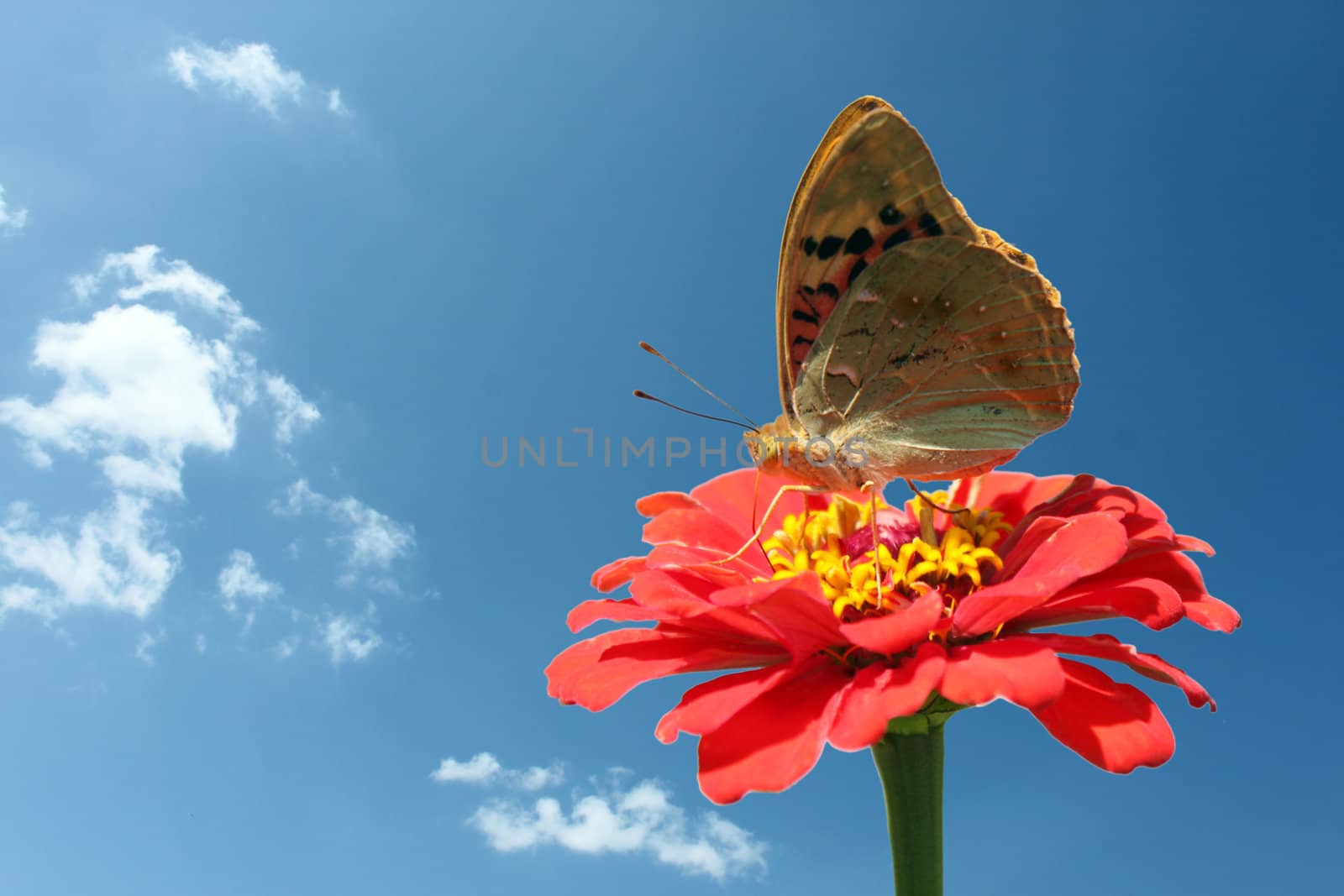 butterfly (Painted Lady) on flower  over blue sky