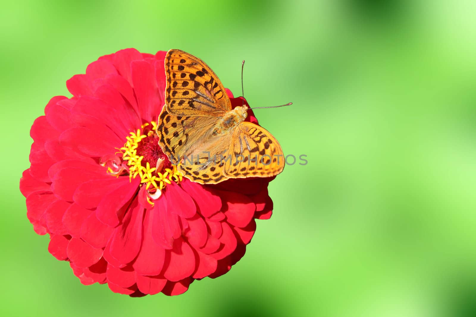 butterfly on flower by romantiche