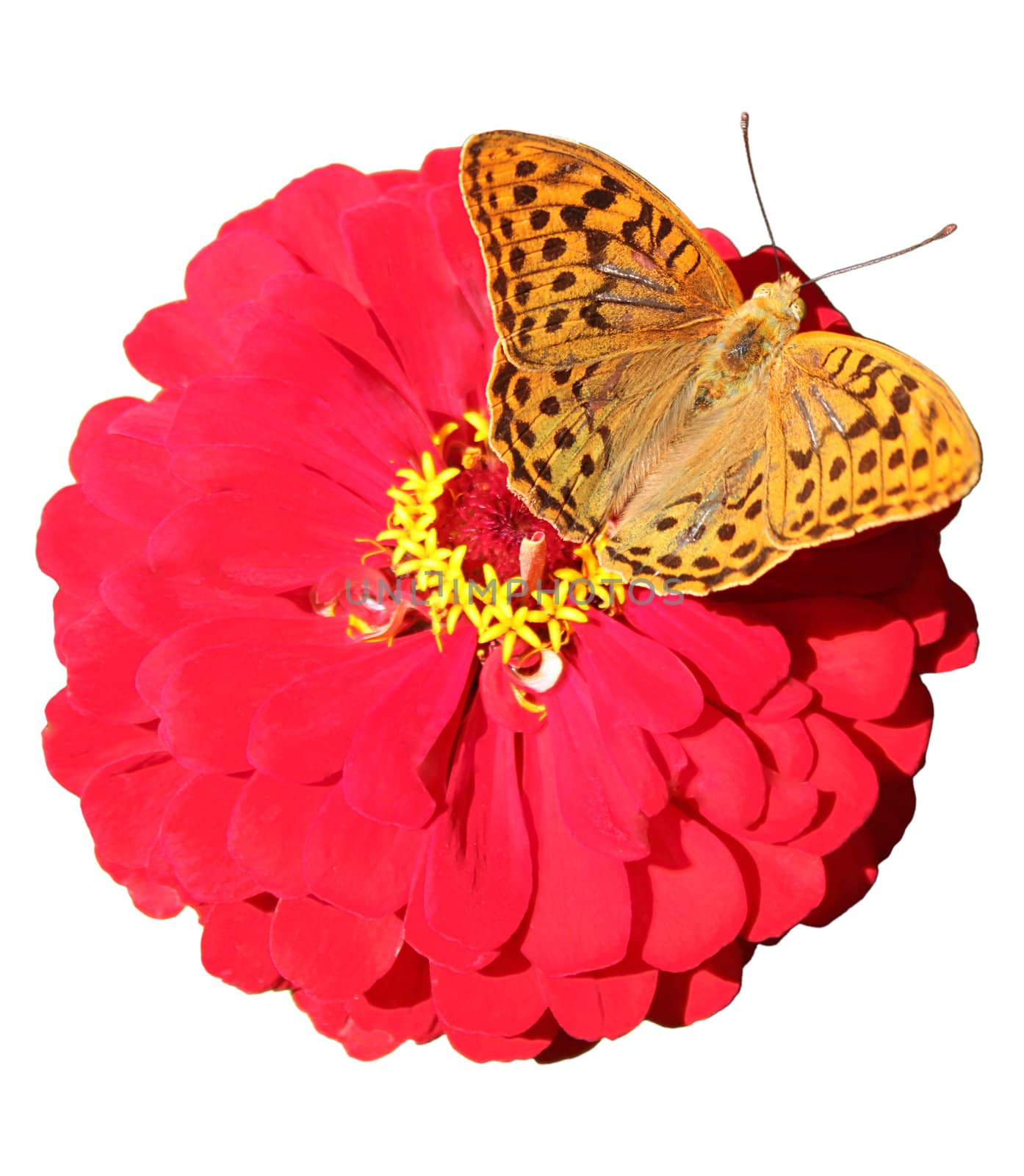 brown butterfly on red flower isolated on white