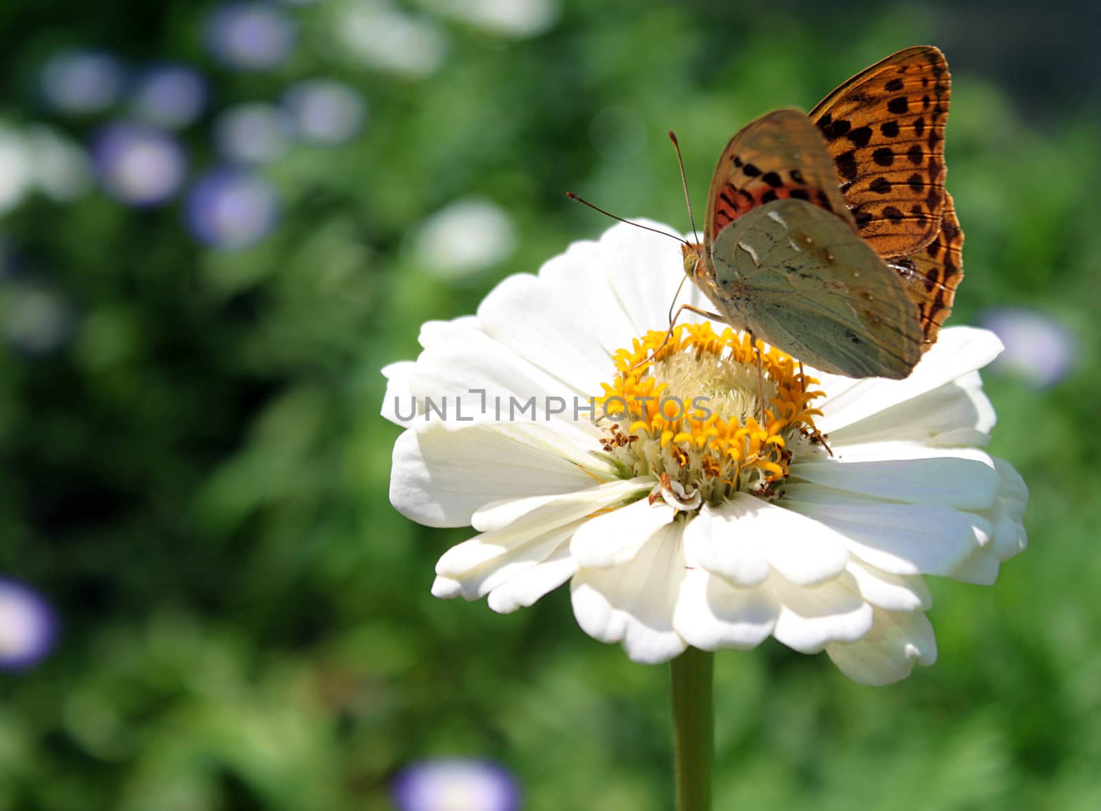 brown butterfly on flower (cosmos) in graden