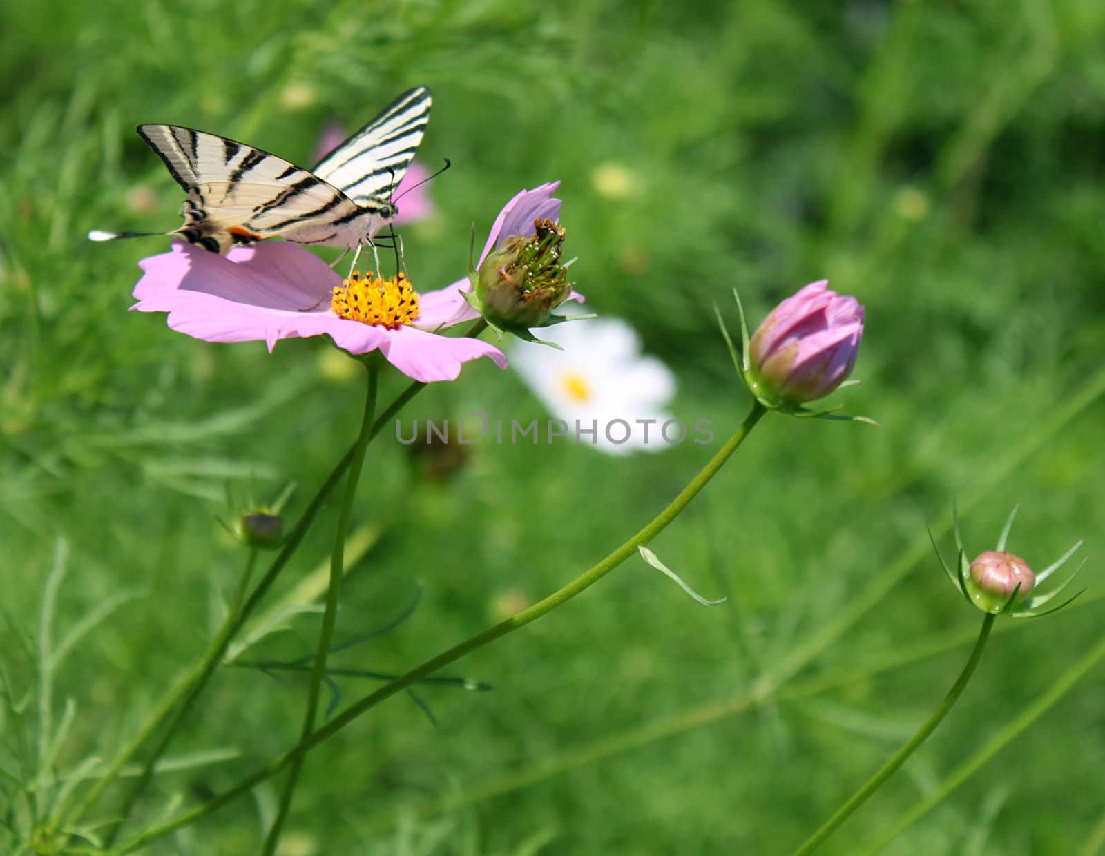 butterfly (Scarce Swallowtail) on flower (cosmos)