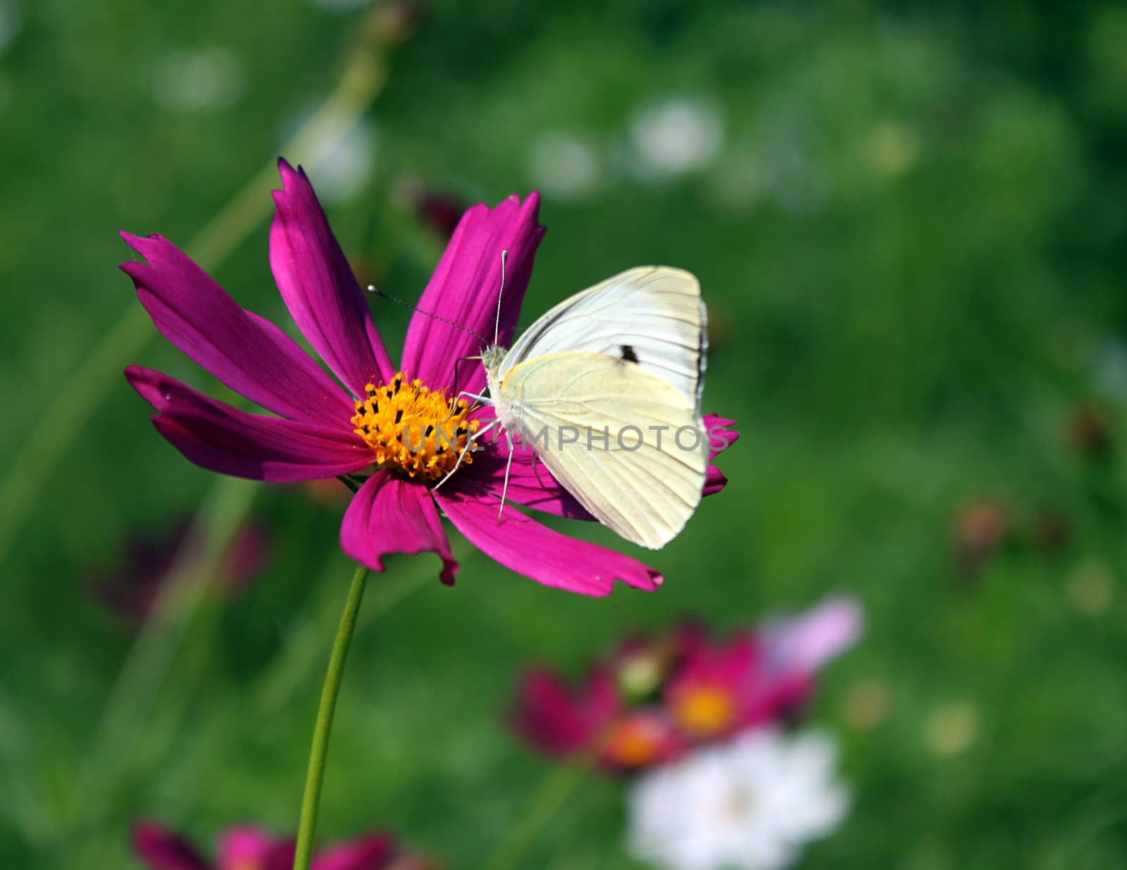 white cabbage butterfly on flower (cosmos)
