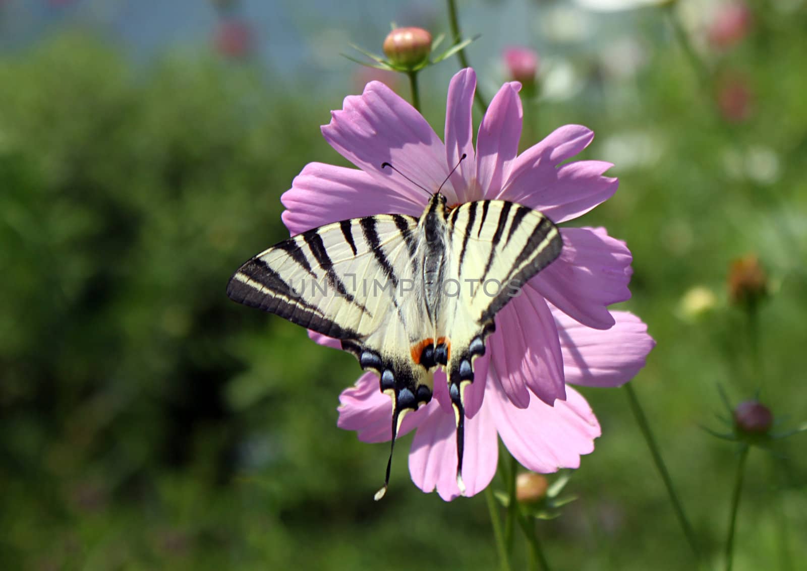 butterfly (Scarce Swallowtail) on flower (cosmos)