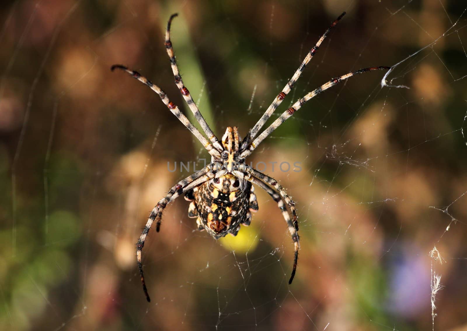 close up of spider (Argiope lobata)