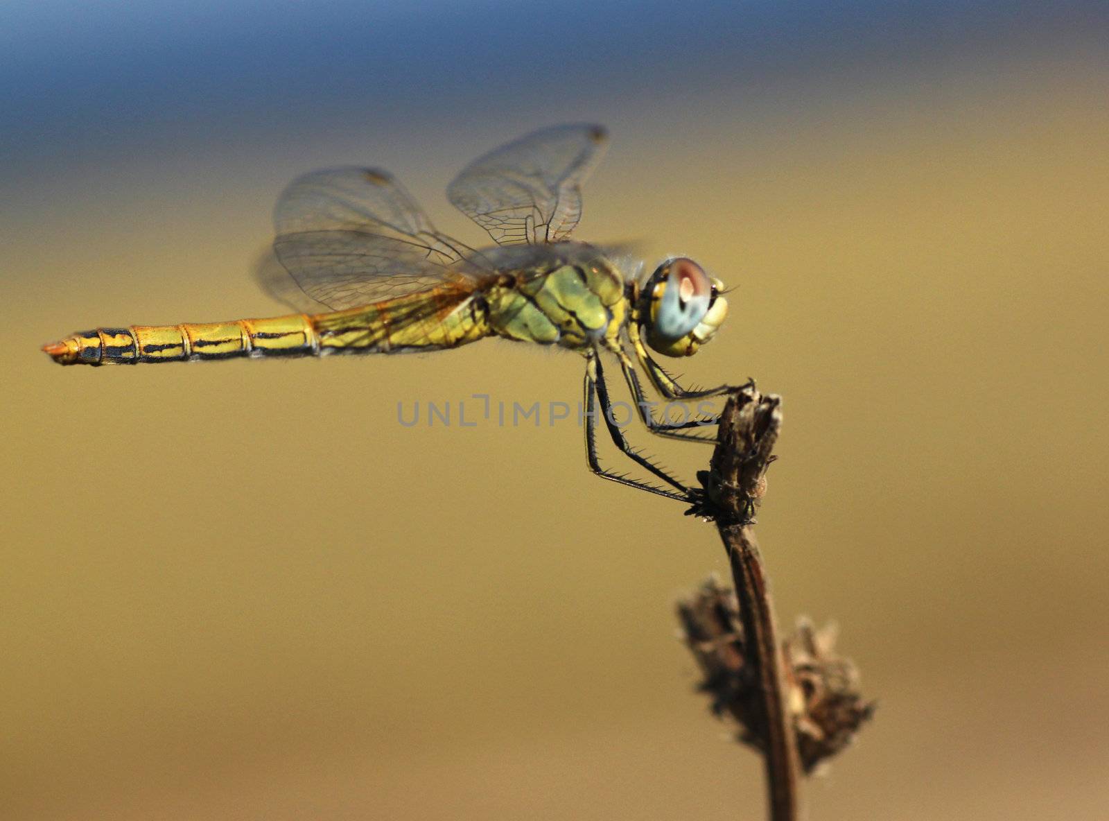 close up of dragonfly sitting on dry plant