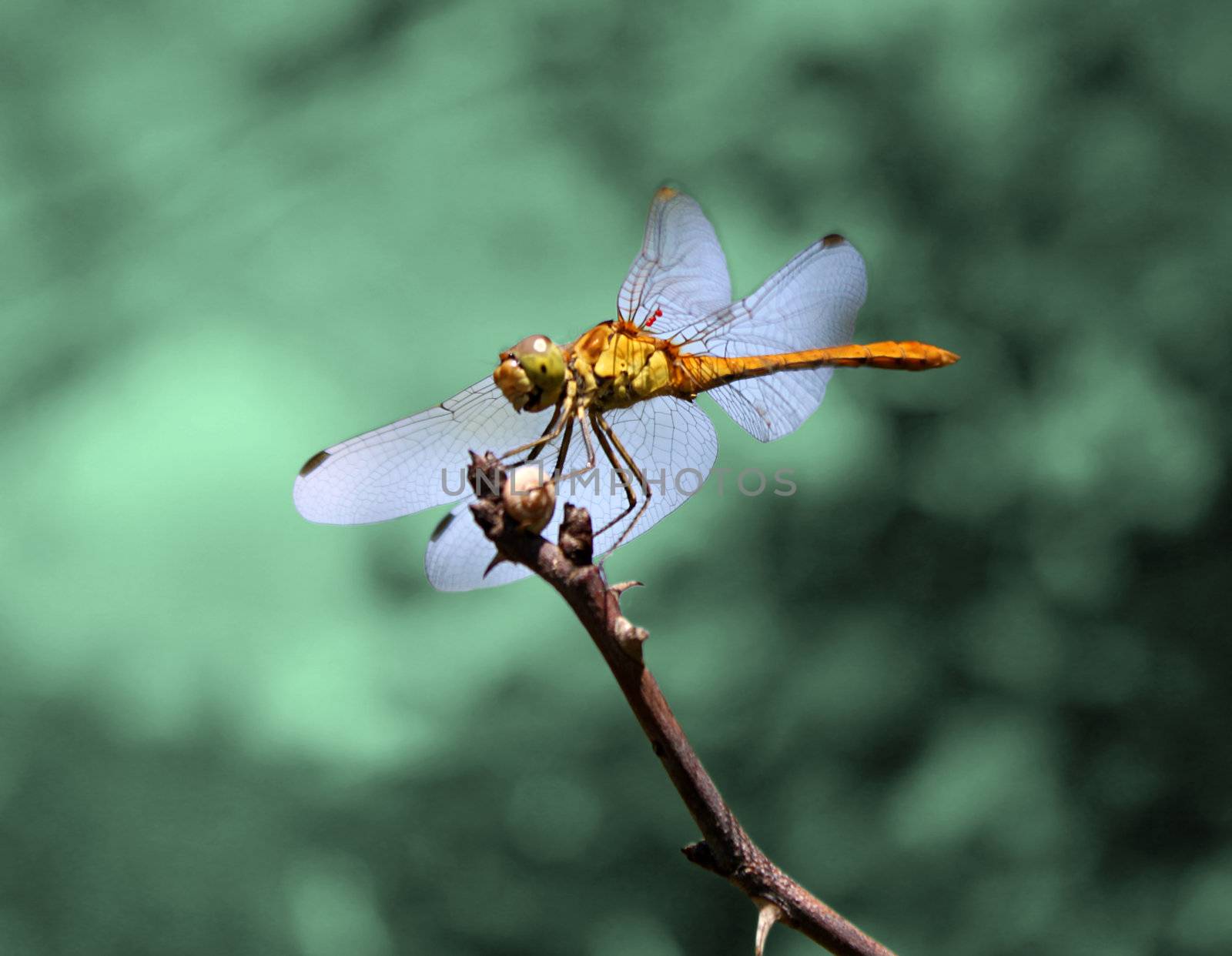 dragonfly on a branch over emerald background