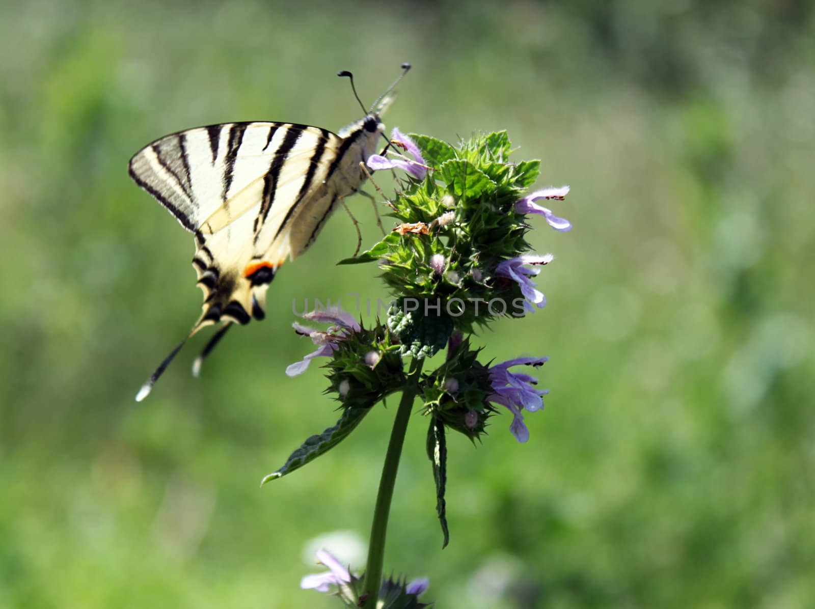 butterfly (Scarce Swallowtail) on wild flower