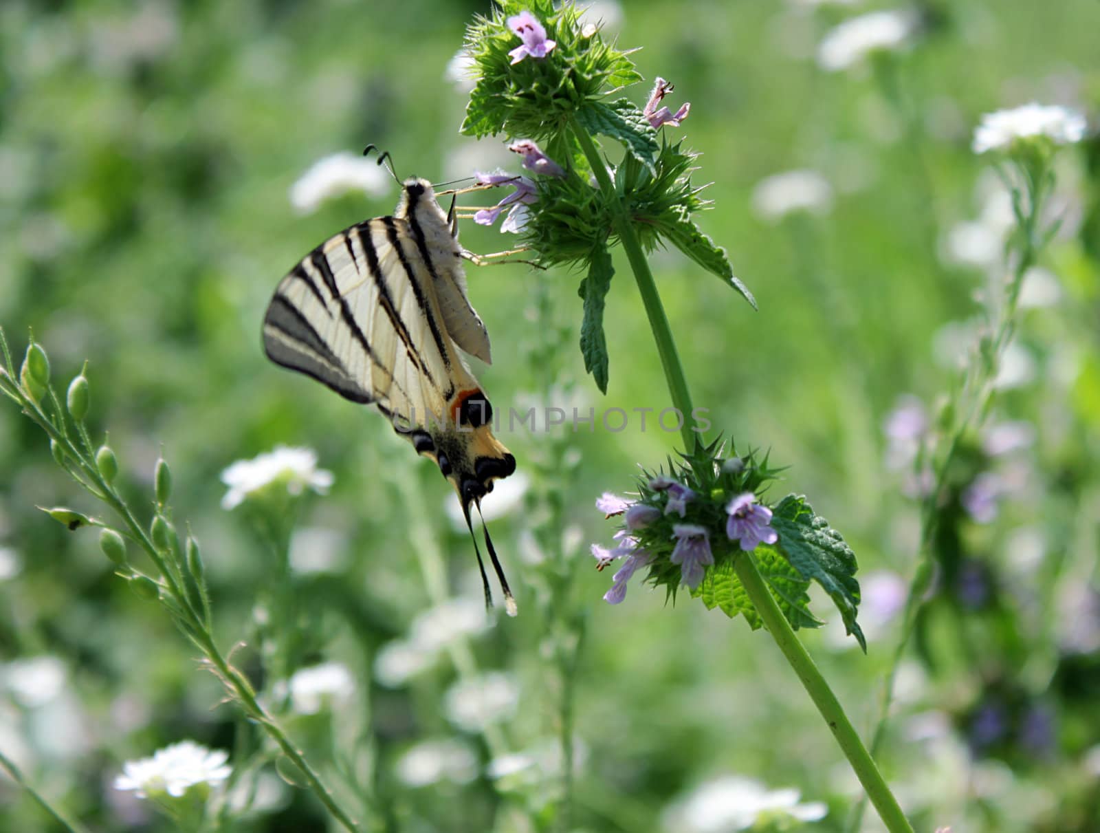 butterfly (Scarce Swallowtail) on wild flower