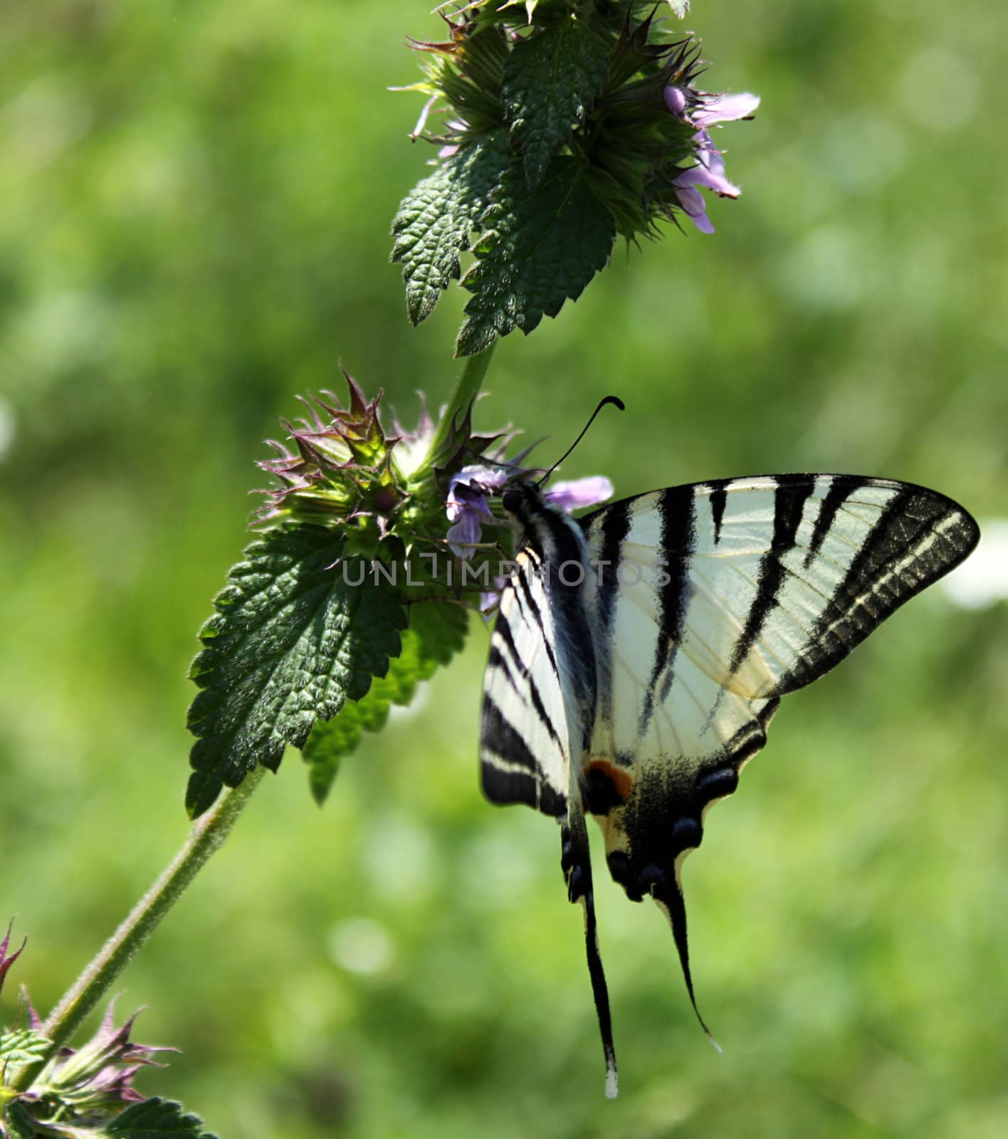 butterfly (Scarce Swallowtail) on wild flower