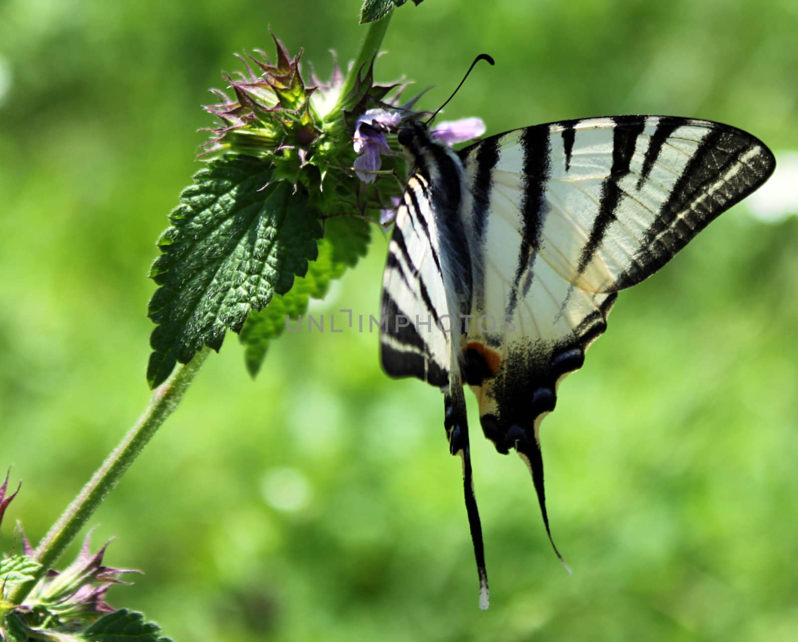 butterfly in a grass by romantiche