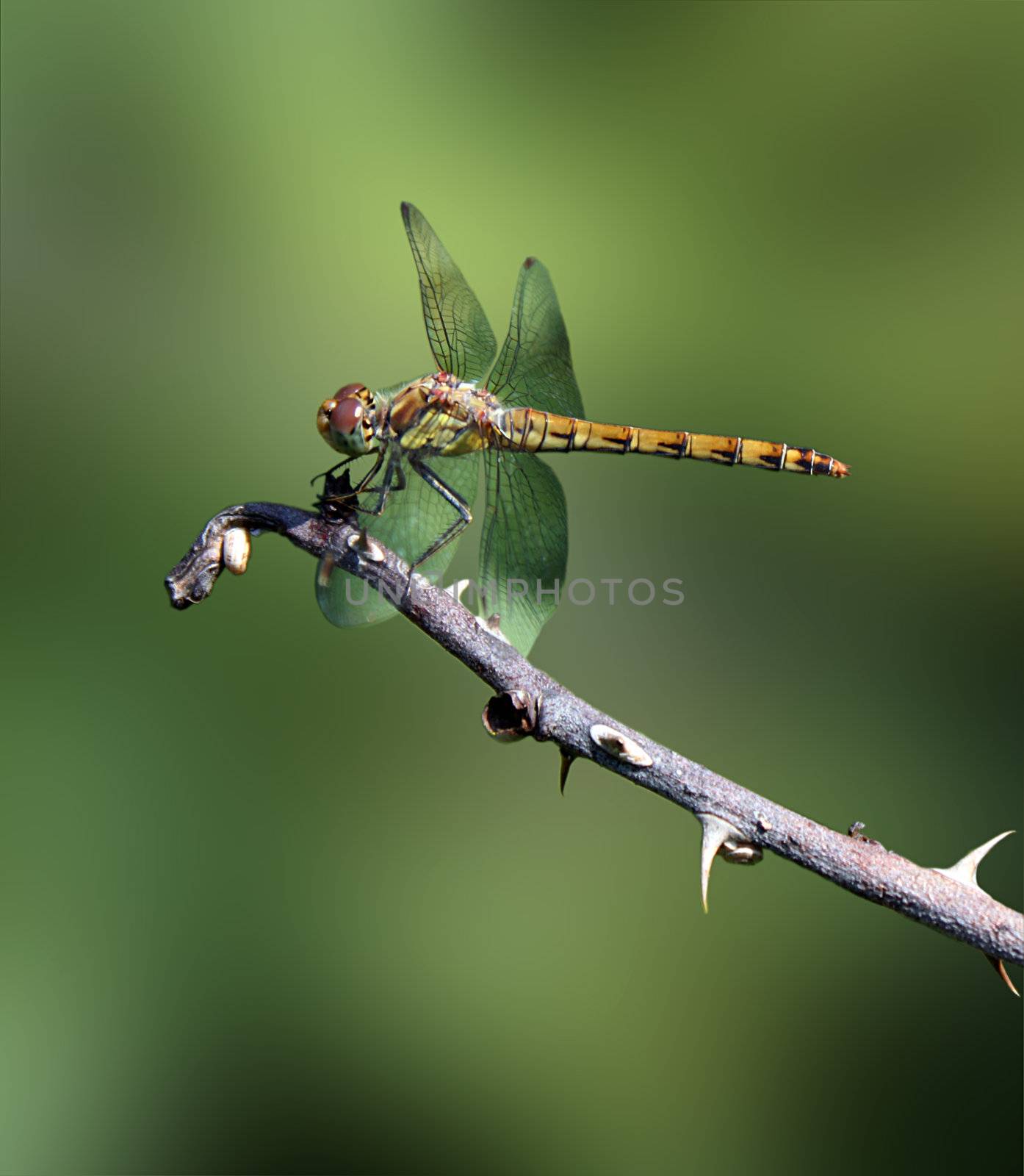 dragonfly on branch by romantiche