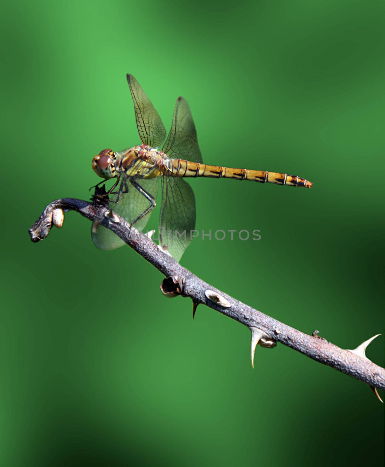 dragonfly on branch over green background