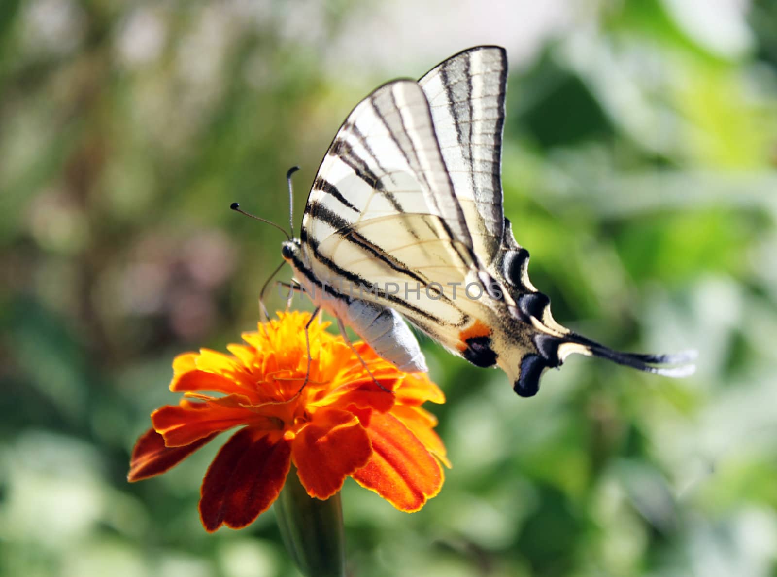 butterfly (Scarce Swallowtail) with opened wings on  flower (marigold)