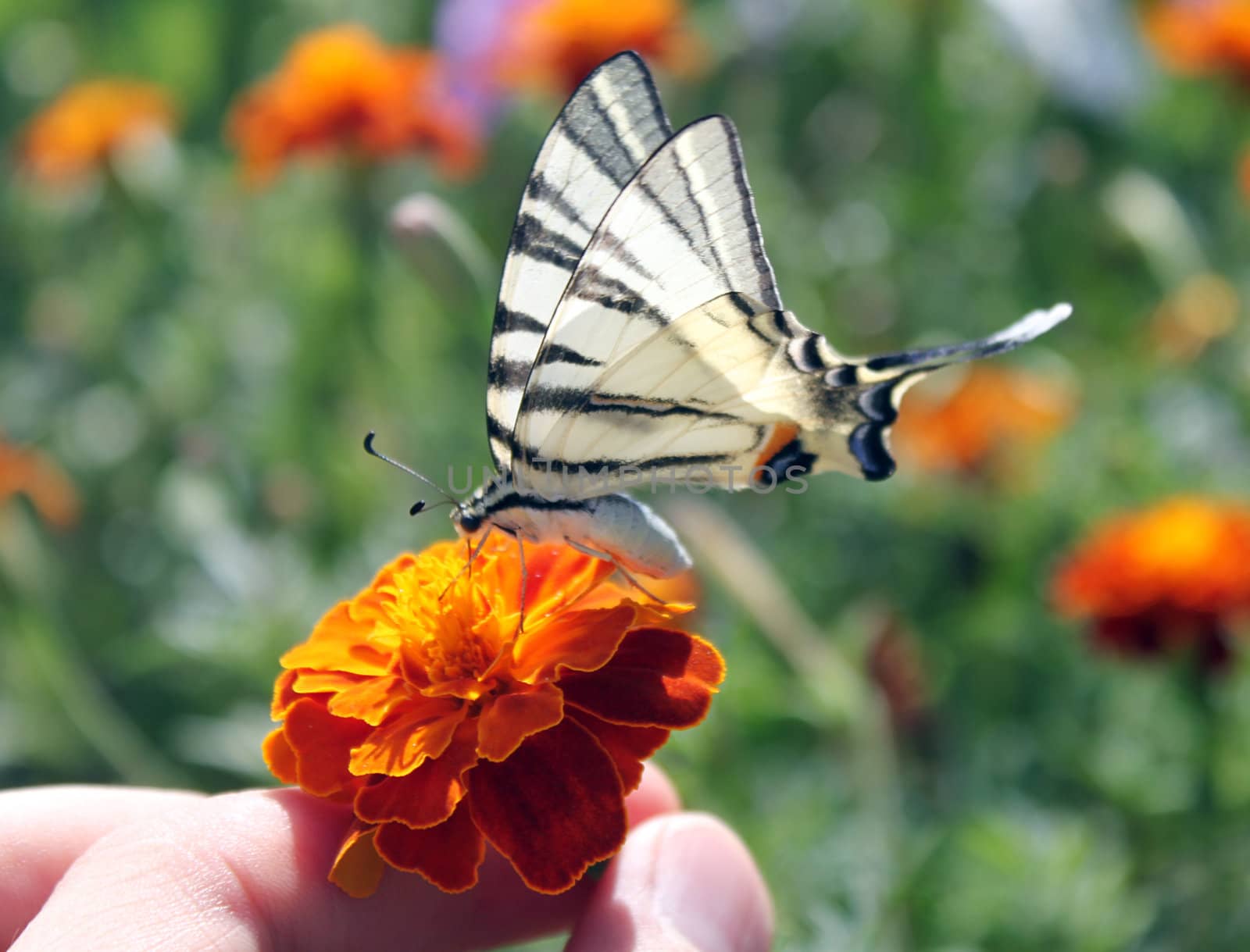 fingers holding flower with butterfly (Scarce Swallowtail)