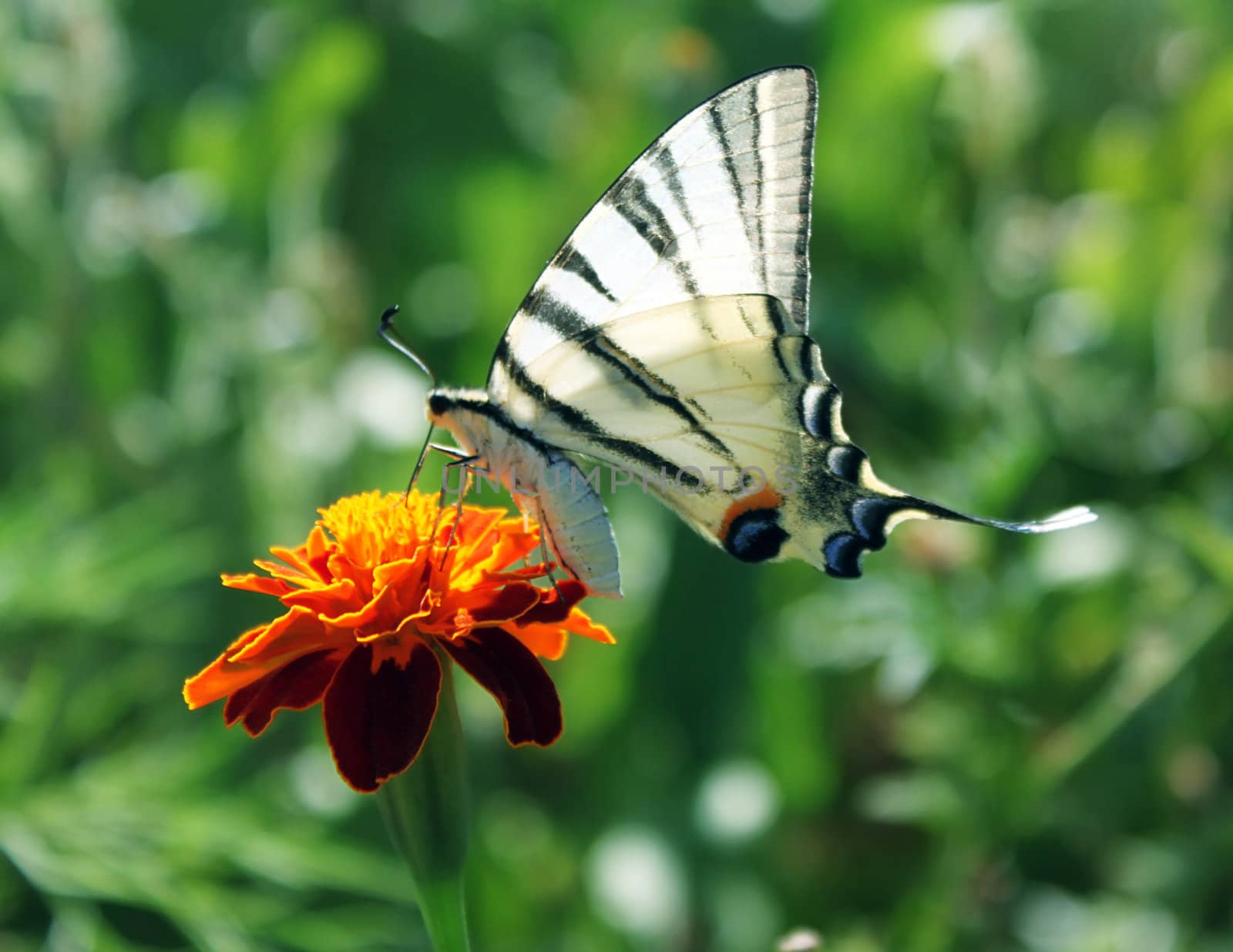 butterfly (Scarce Swallowtail) with opened wings on a flower