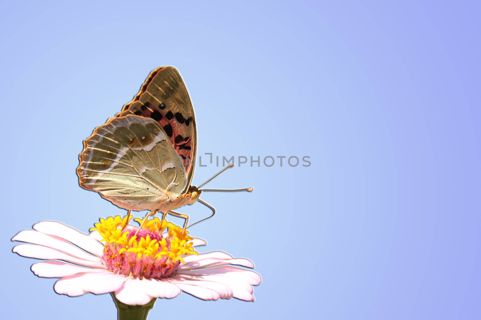 butterfly on flower over blue by romantiche