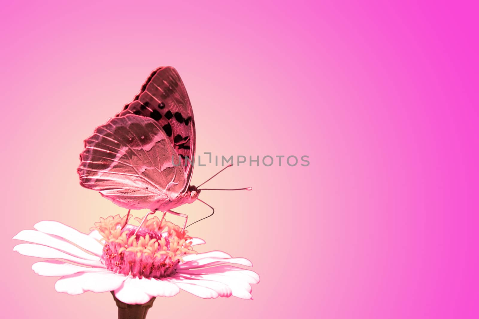 butterfly (Silver-washed Fritillary) on flower (zinnia) over purple background