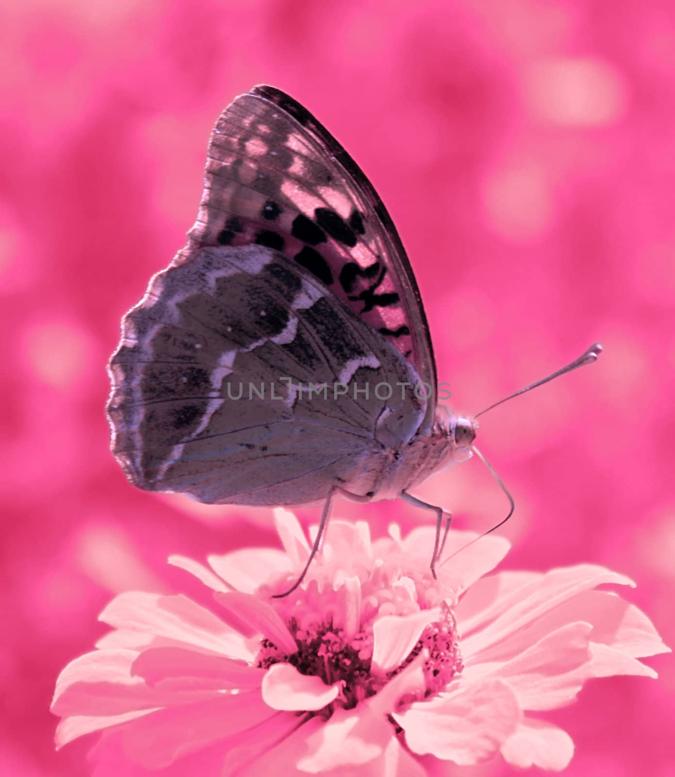 butterfly (Silver-washed Fritillary) sitting on flower (zinnia) in pastel colors