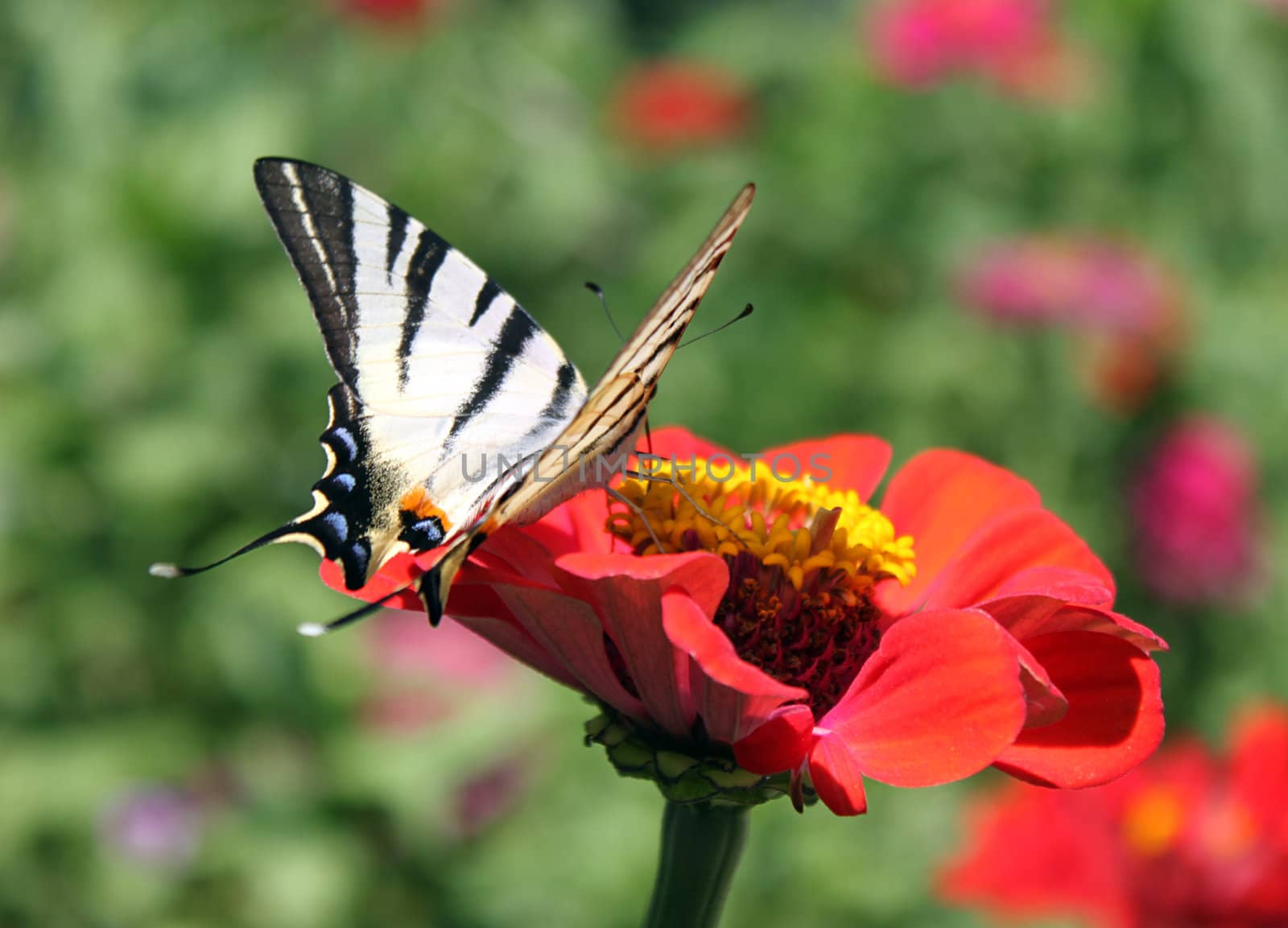 butterfly (Scarce Swallowtail) on flower (zinnia)