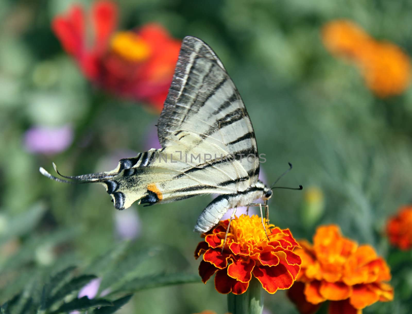 butterfly (Scarce Swallowtail) sitting on flower (marigold)