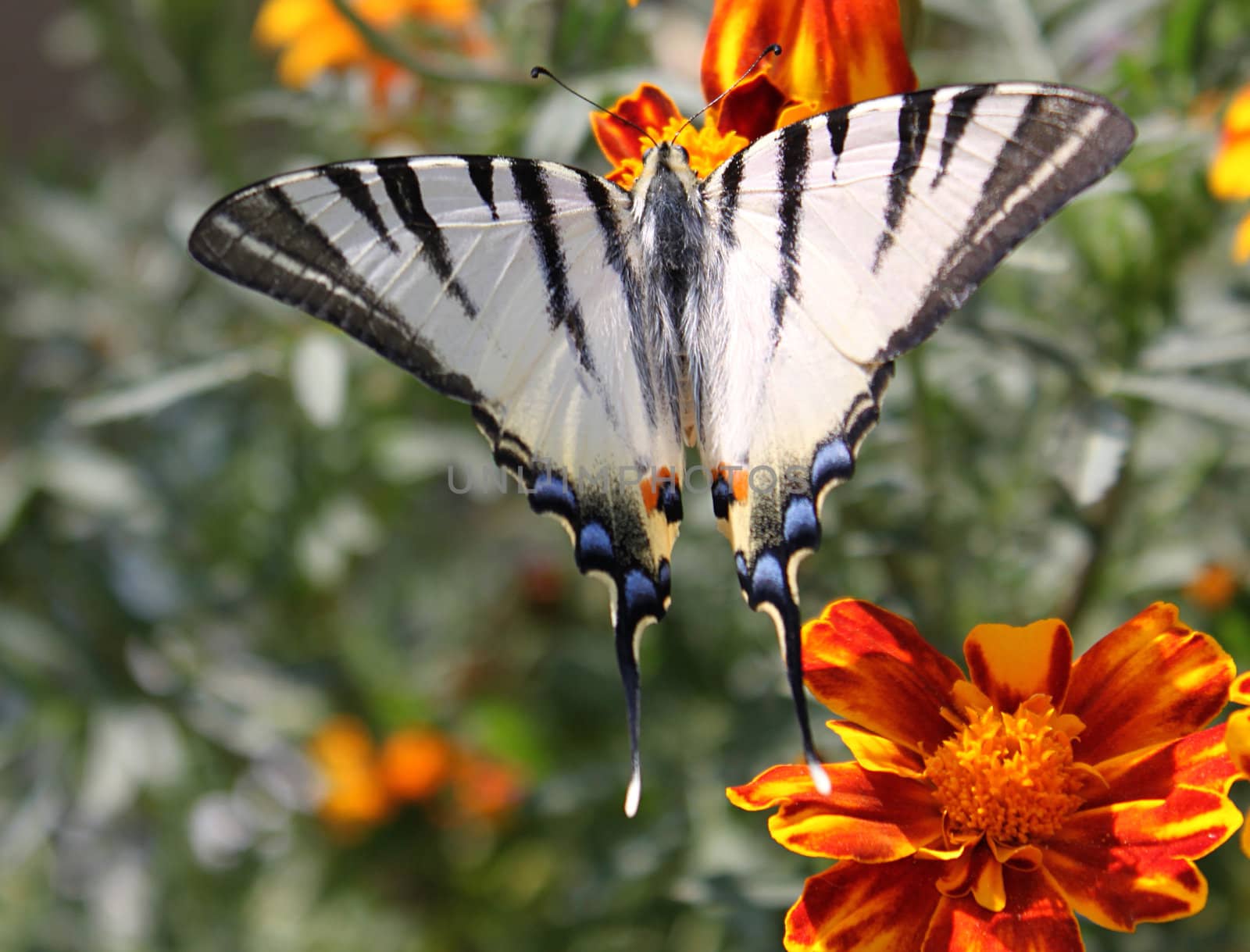 butterfly (Scarce Swallowtail) with opened wings on a flower