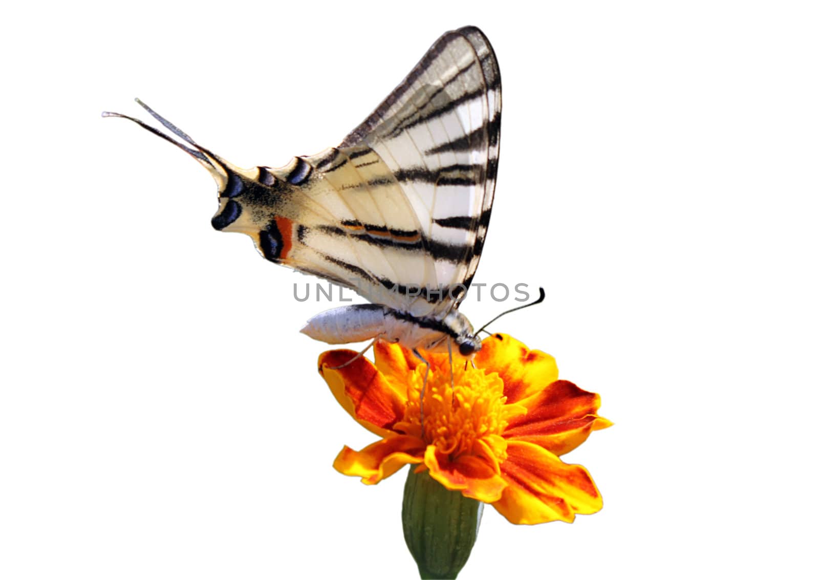 butterfly (Scarce Swallowtail) sitting on flower (marigold) isolated on white