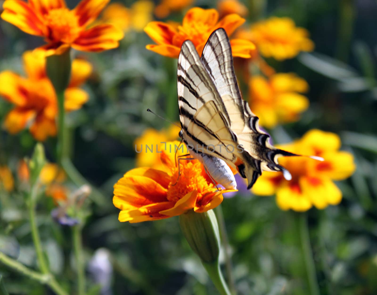 butterfly (Scarce Swallowtail) sitting on flower (marigold)