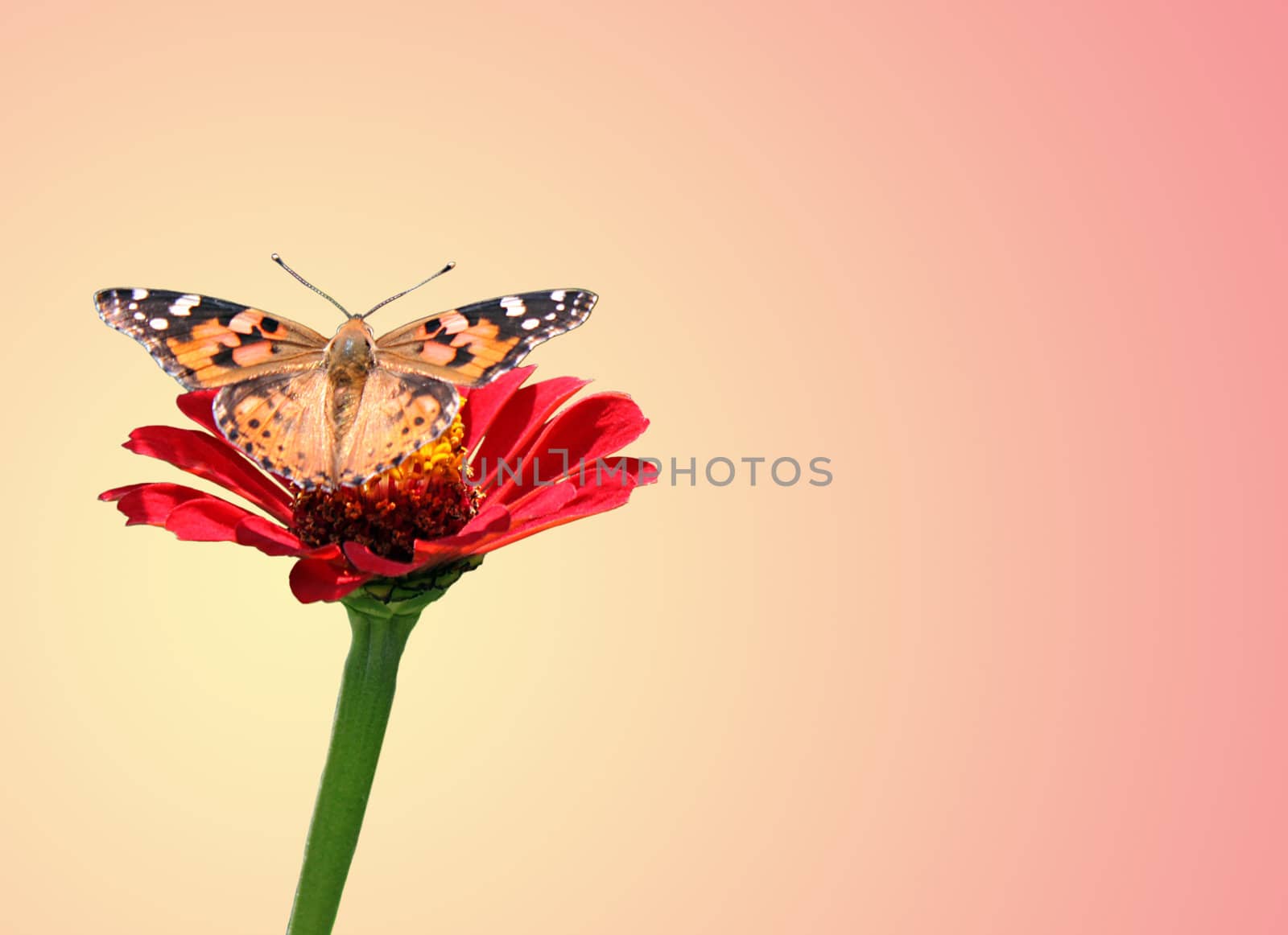 butterfly (Painted Lady) on flower (zinnia)