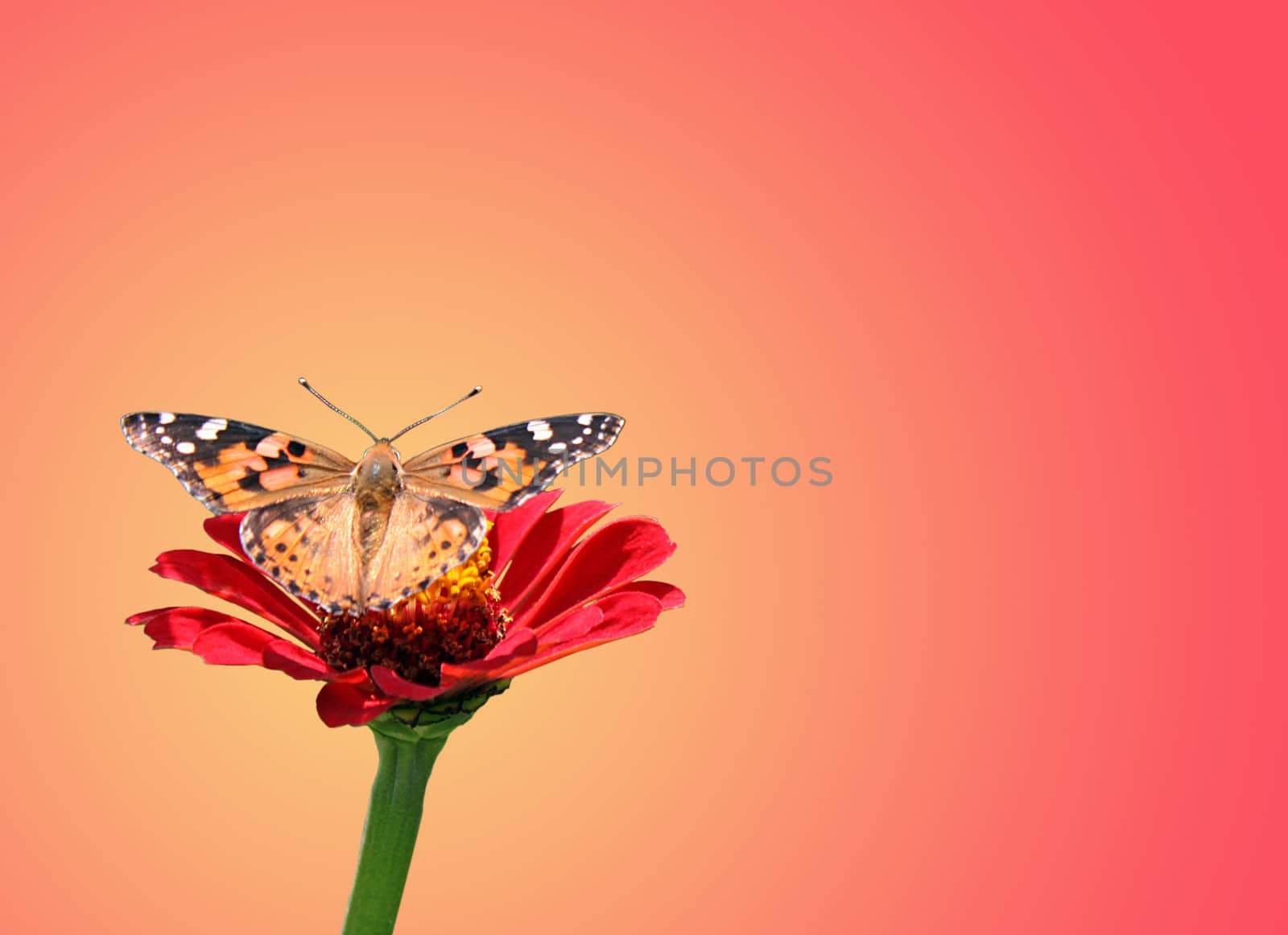 Painted Lady on zinnia by romantiche