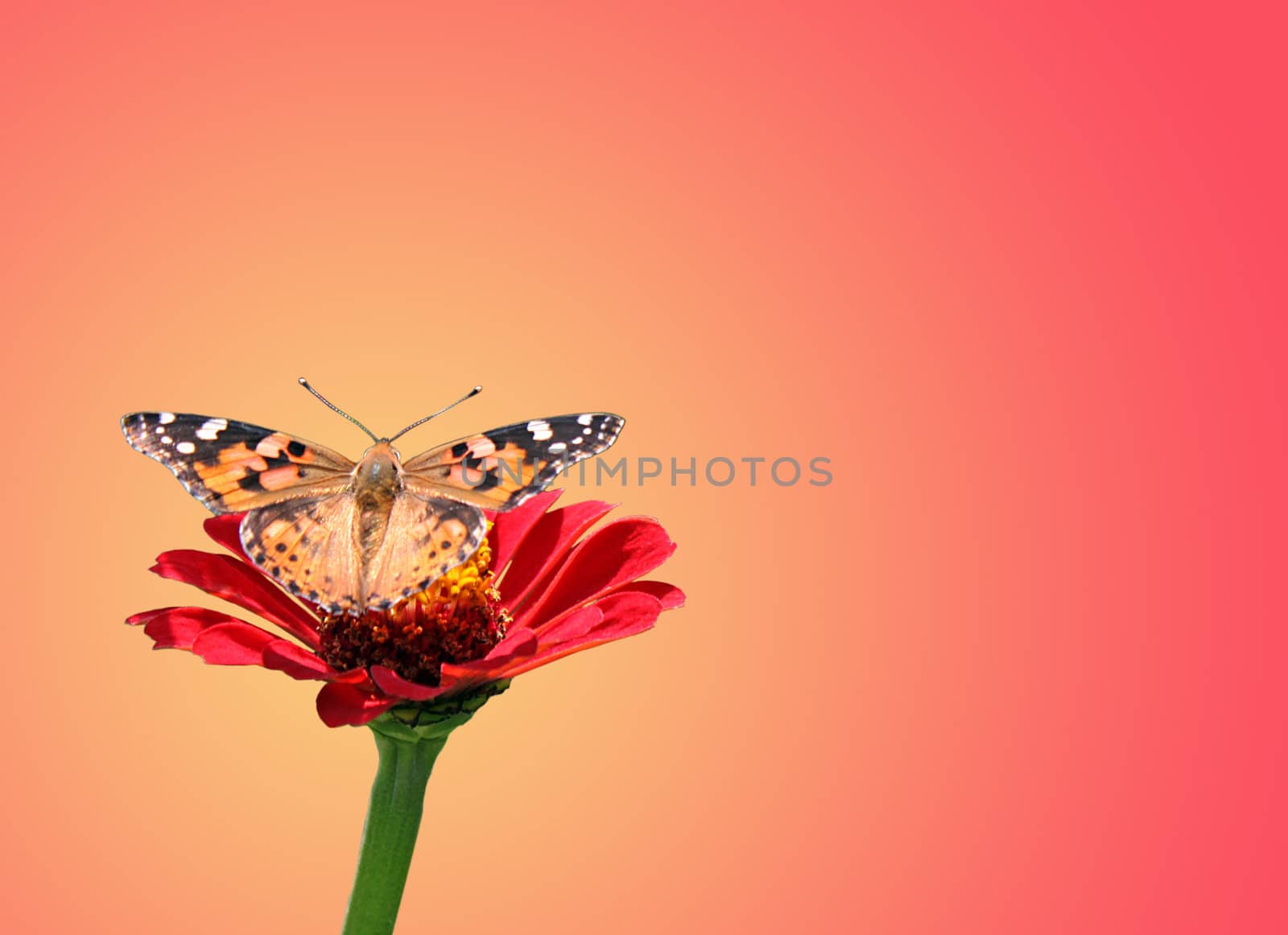 butterfly (Painted Lady) on flower (zinnia)