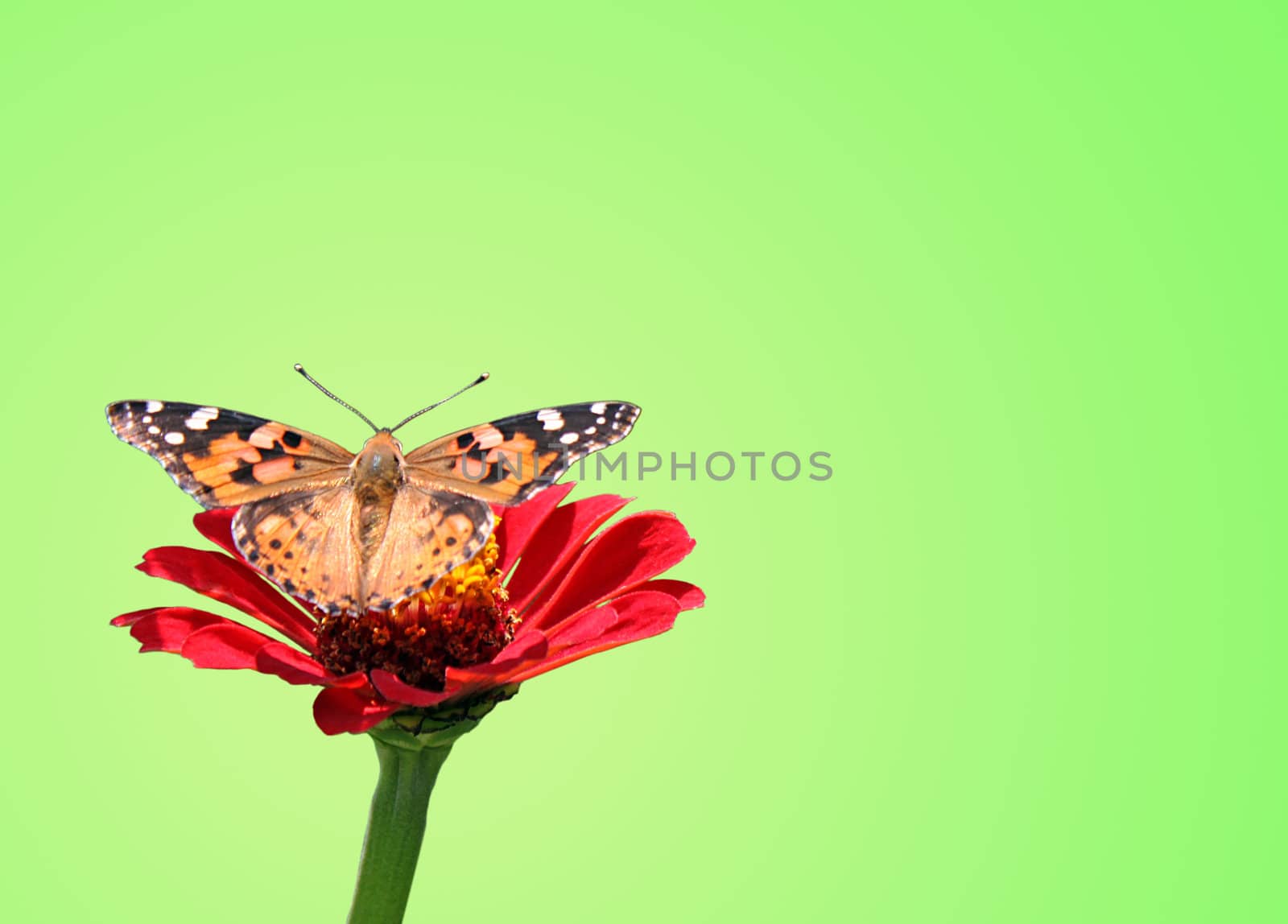 butterfly (Painted Lady) on flower (zinnia) over green background