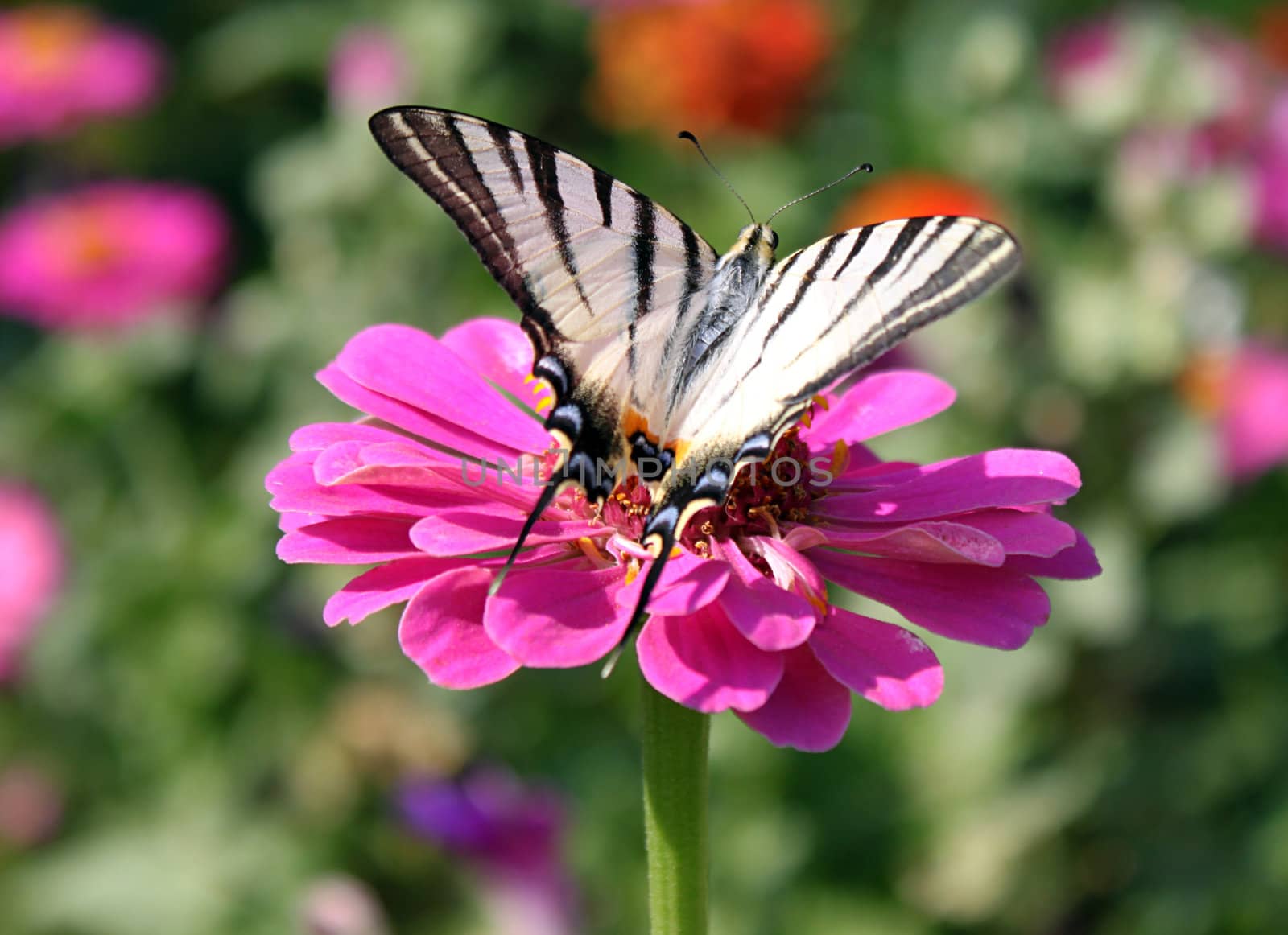 butterfly (Scarce Swallowtail) sitting on flower (zinnia)