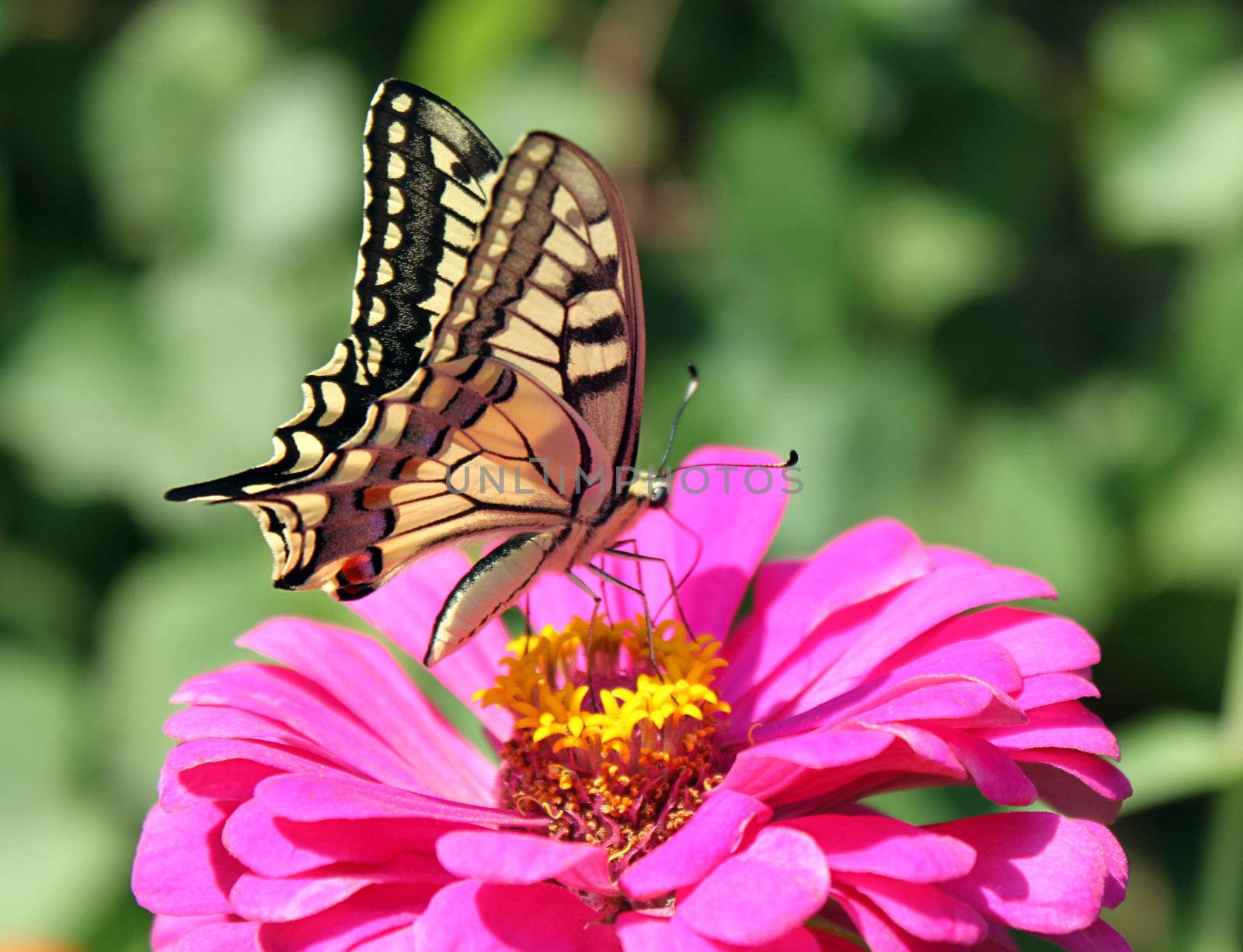 butterfly (Papilio Machaon) sitting on flower (zinnia)