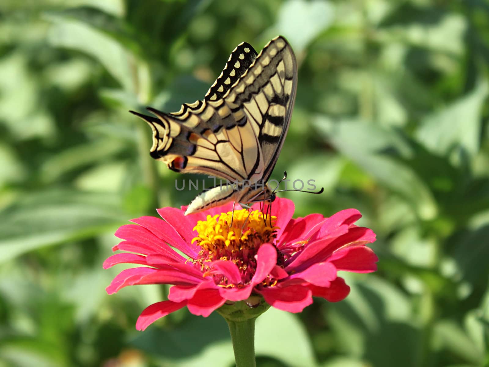 butterfly (Papilio Machaon) on red zinnia