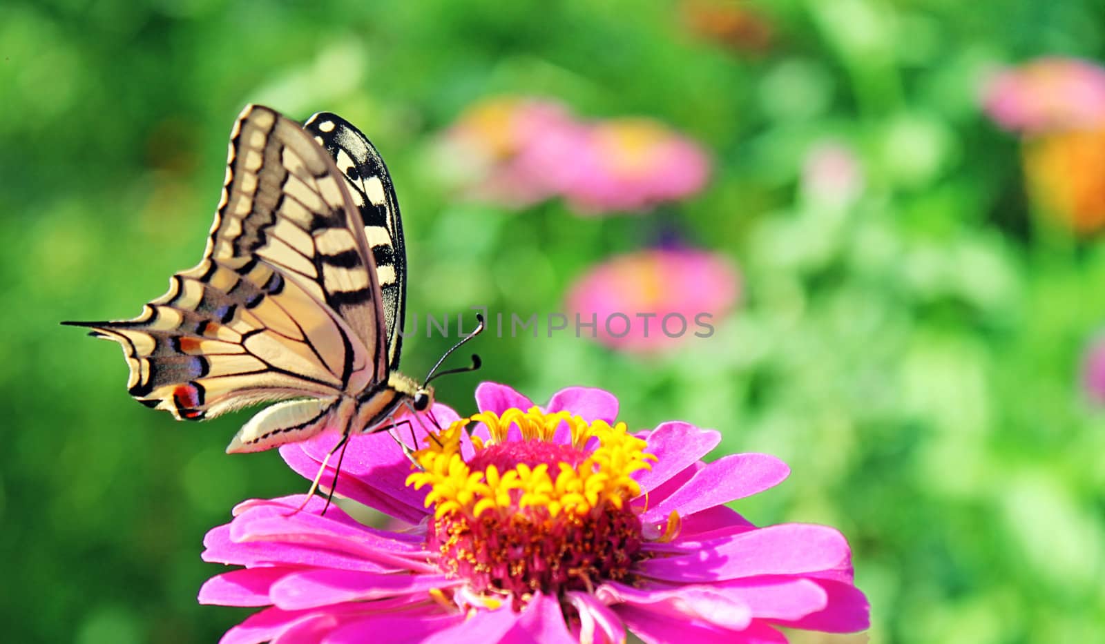 butterfly (Papilio Machaon) sitting on flower (zinnia)