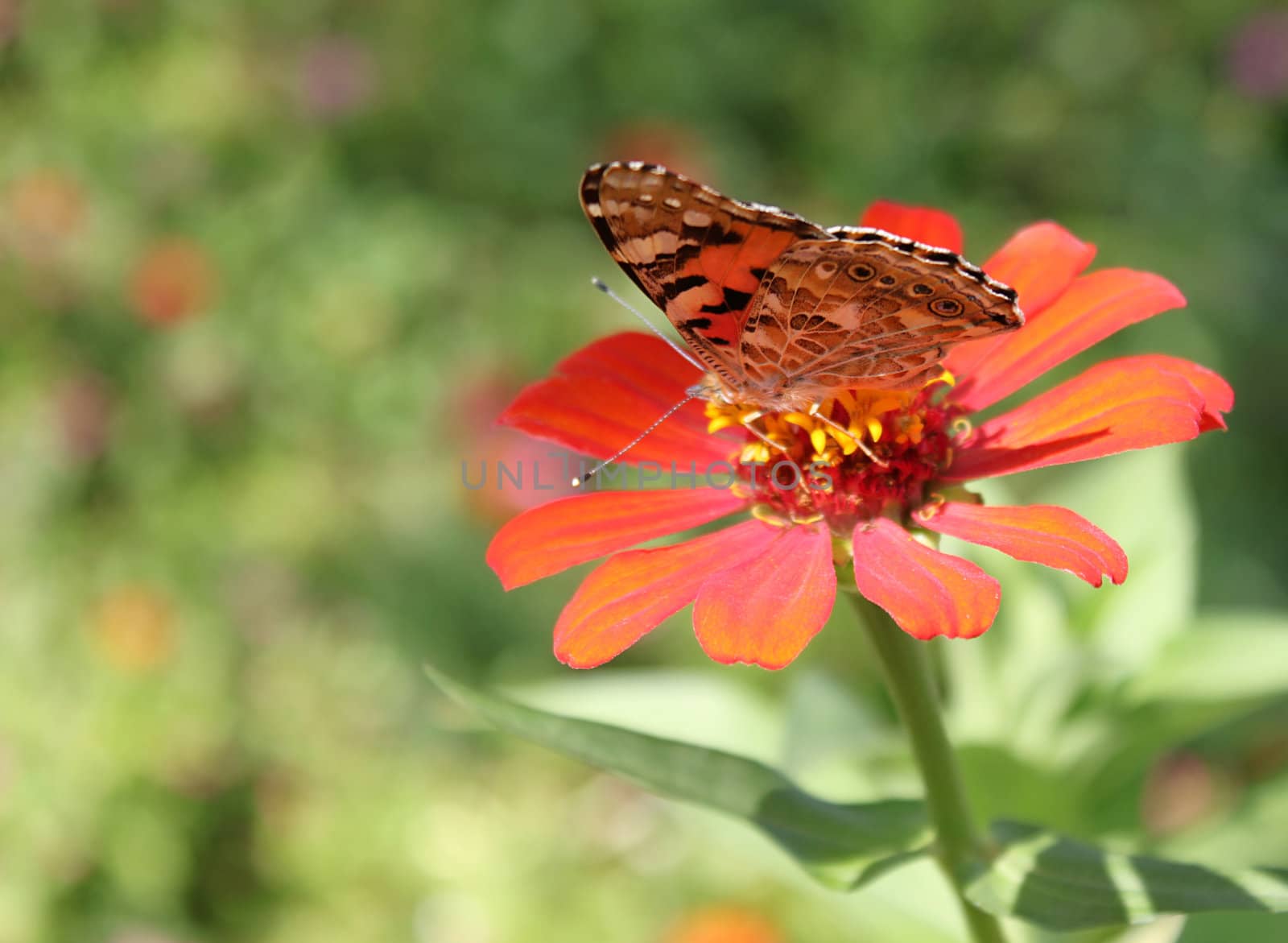 butterfly (Painted Lady) sitting on flower (zinnia)