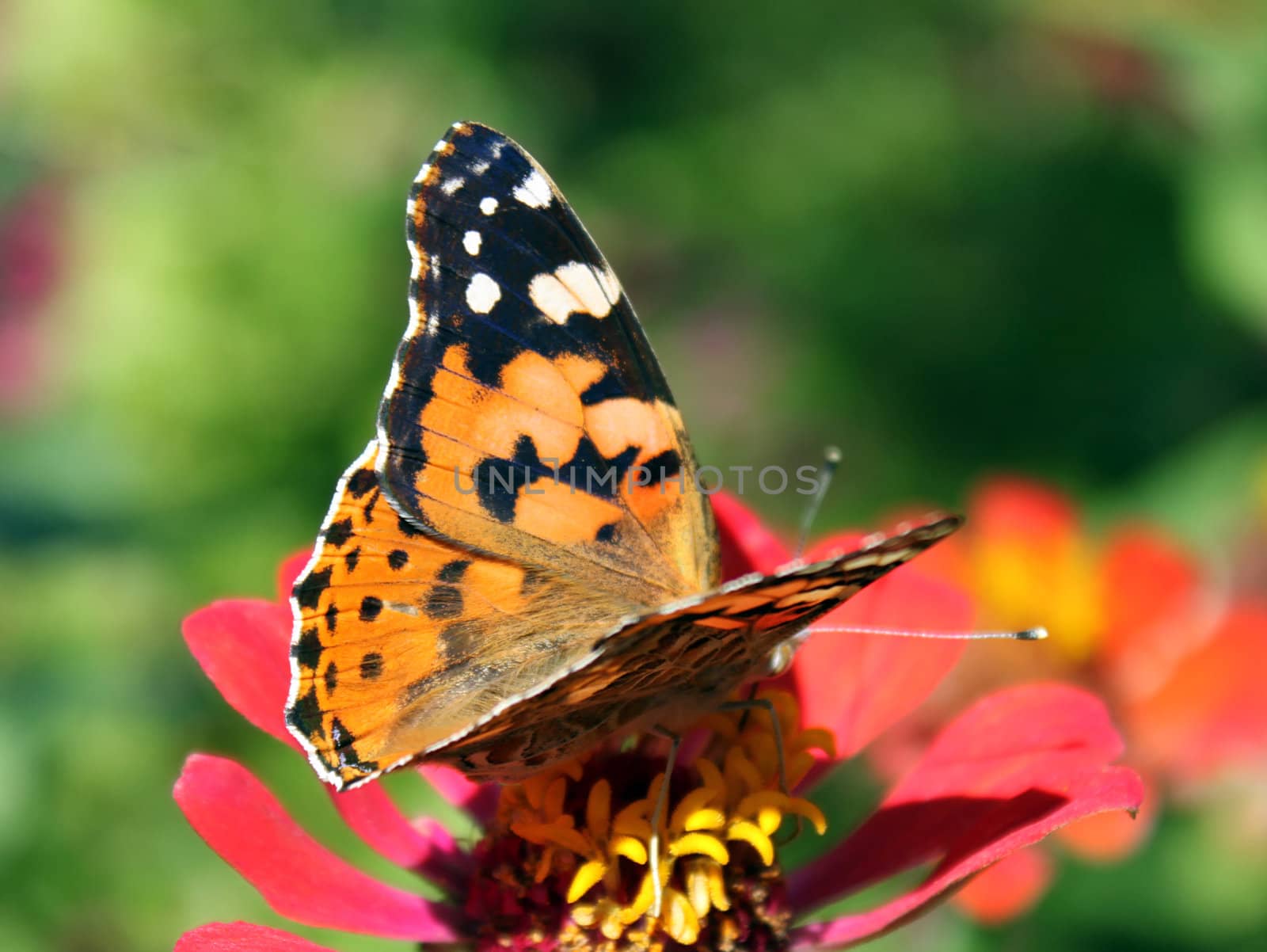 butterfly (Painted Lady) sitting on flower (zinnia)