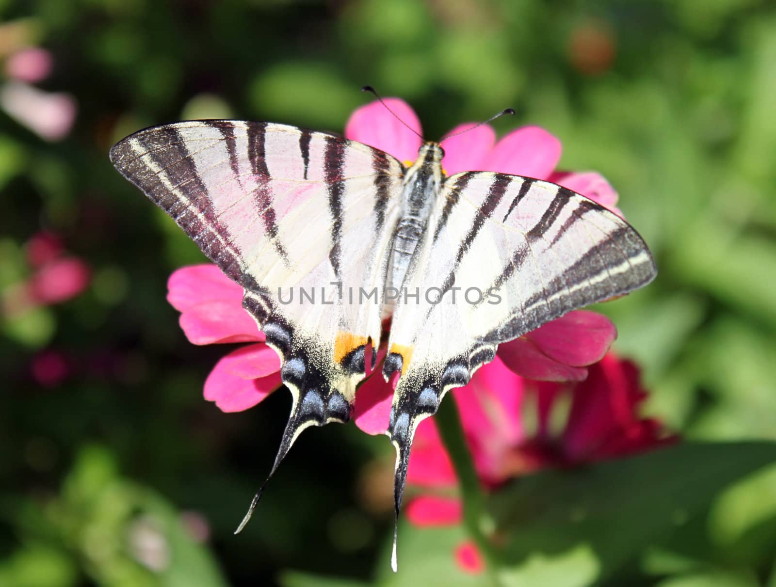 butterfly (Scarce Swallowtail) sitting on flower (zinnia)