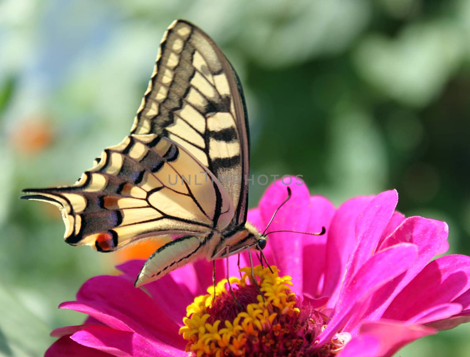 butterfly (Papilio Machaon) on flower (zinnia)
