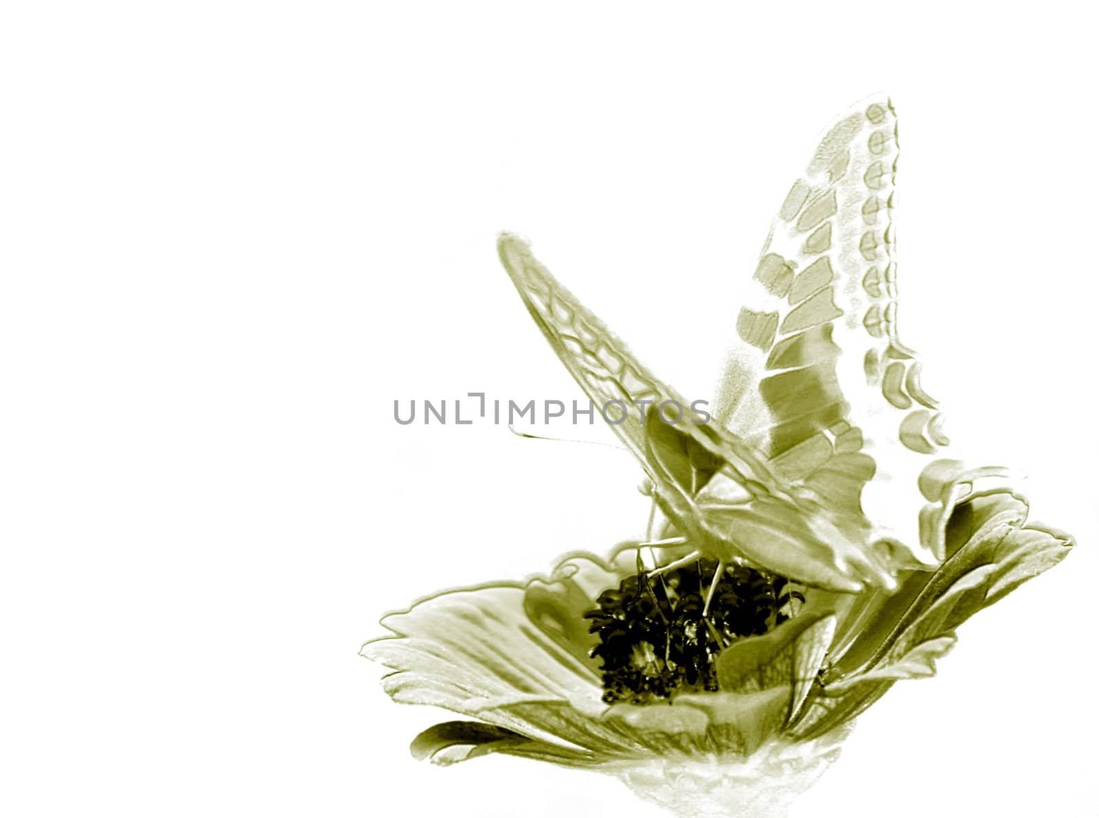 butterfly (Papilio Machaon) on flower over white background