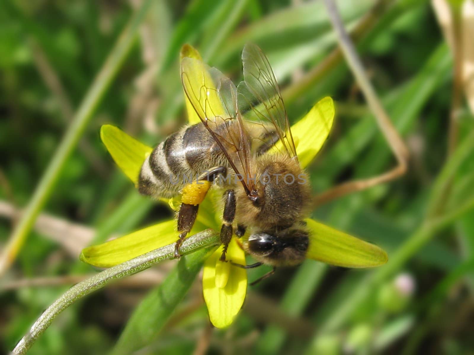 bee collecting pollen  on flower