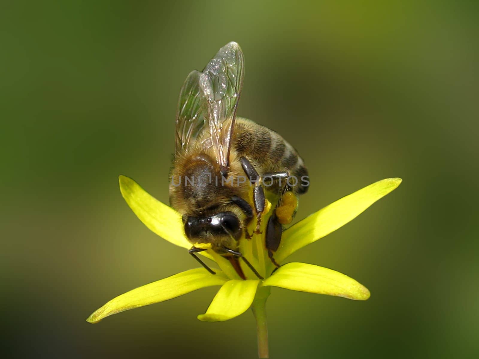 bee collecting pollen on yellow flower