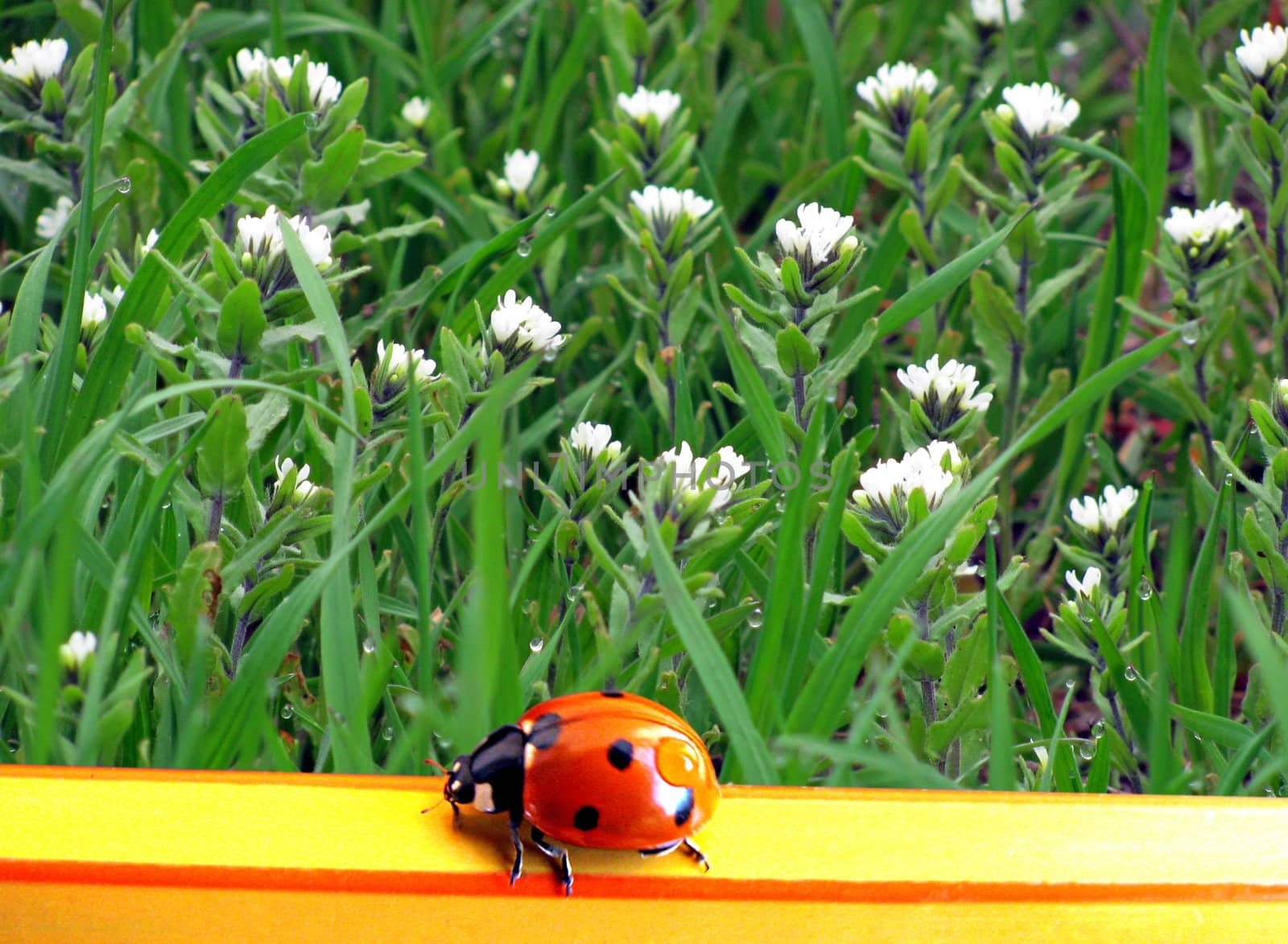 ladybug on a pencil over grass
